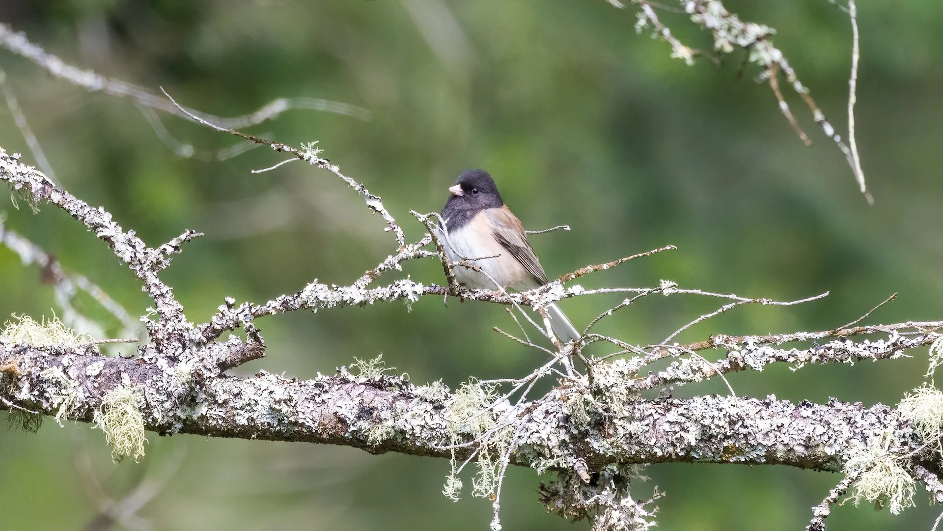  Dark-eye junco 