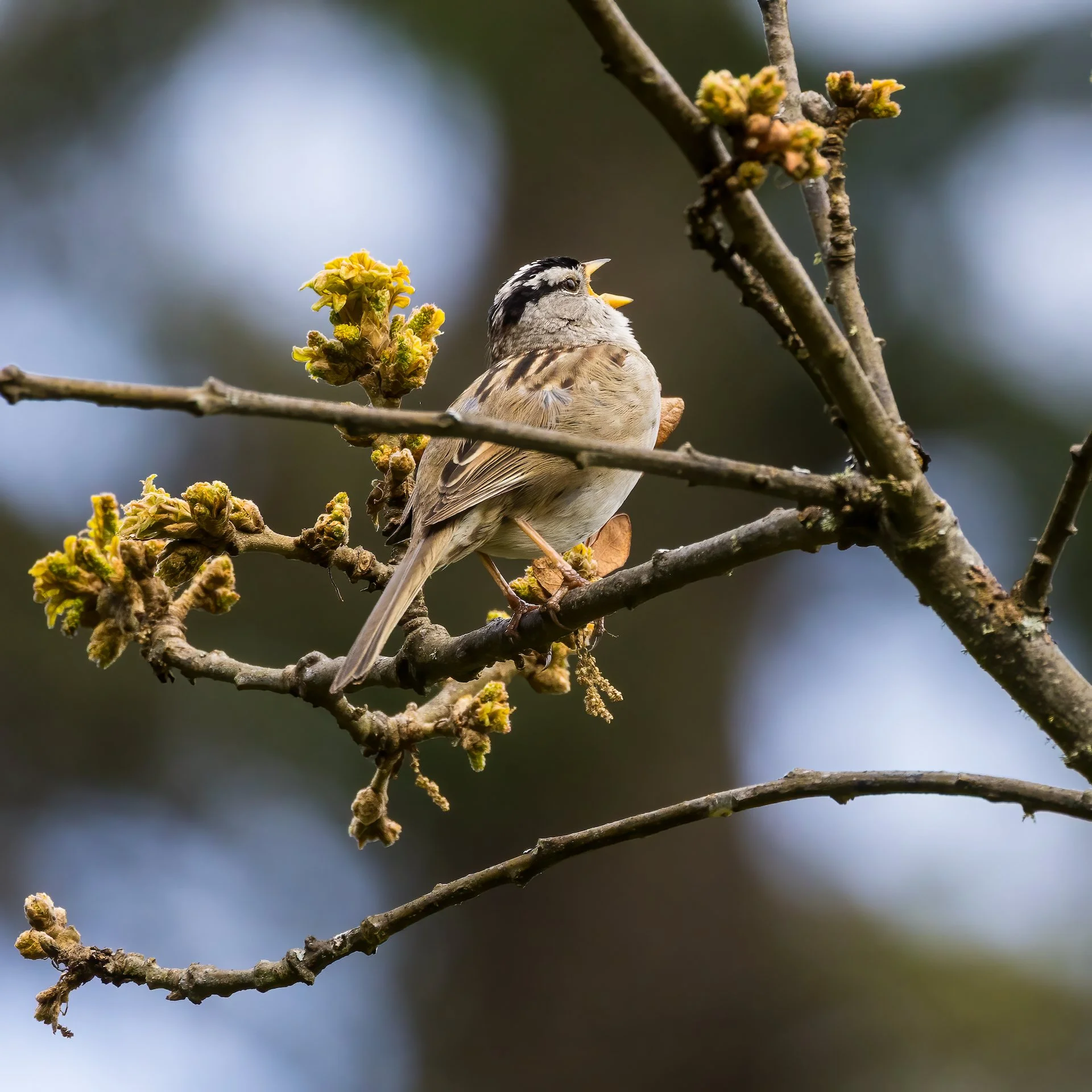  The white-crowned sparrows were singing up a storm all day 