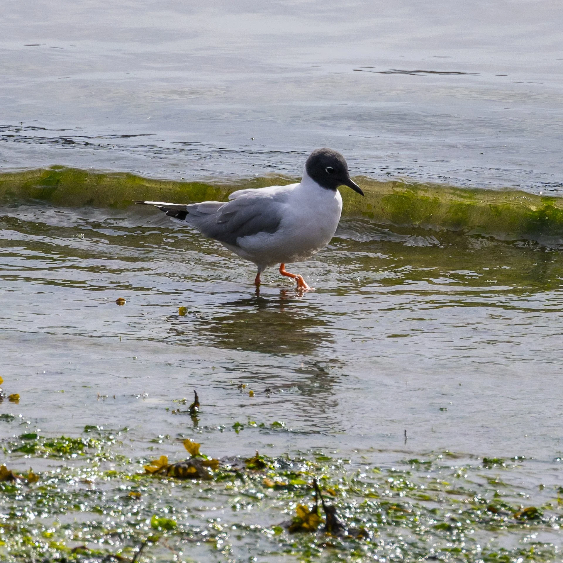  A good look at a male in his full breeding plumage. 