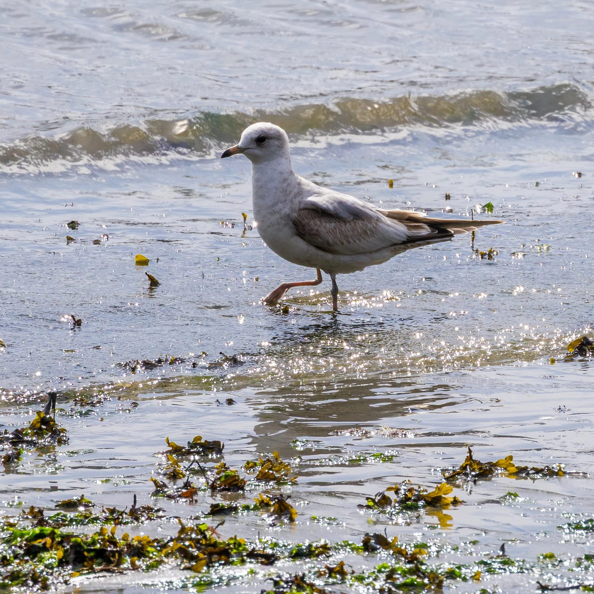  A little female (or juvenile maybe?) 