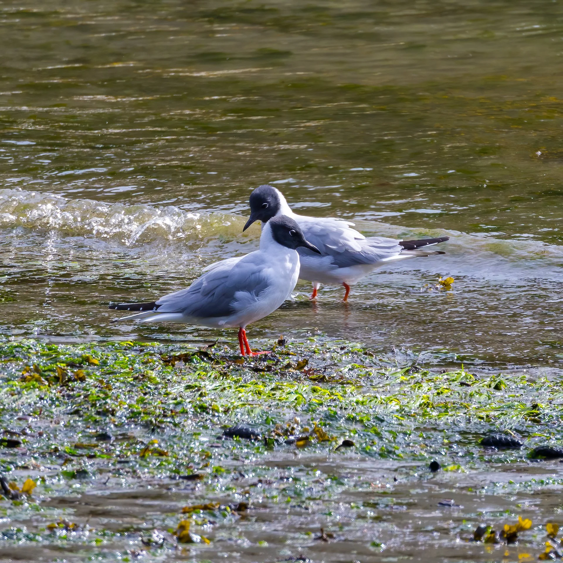 2026-04 Galiano Bird Walk - 40.jpeg