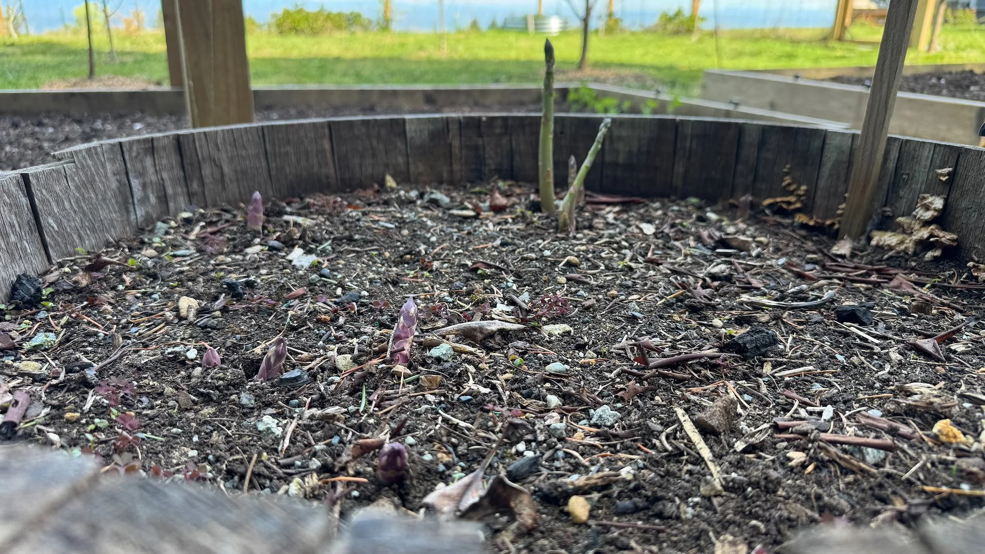  Lots of little asparagus are starting to sprout. Sadly, i think Justine is going to eat them all.  