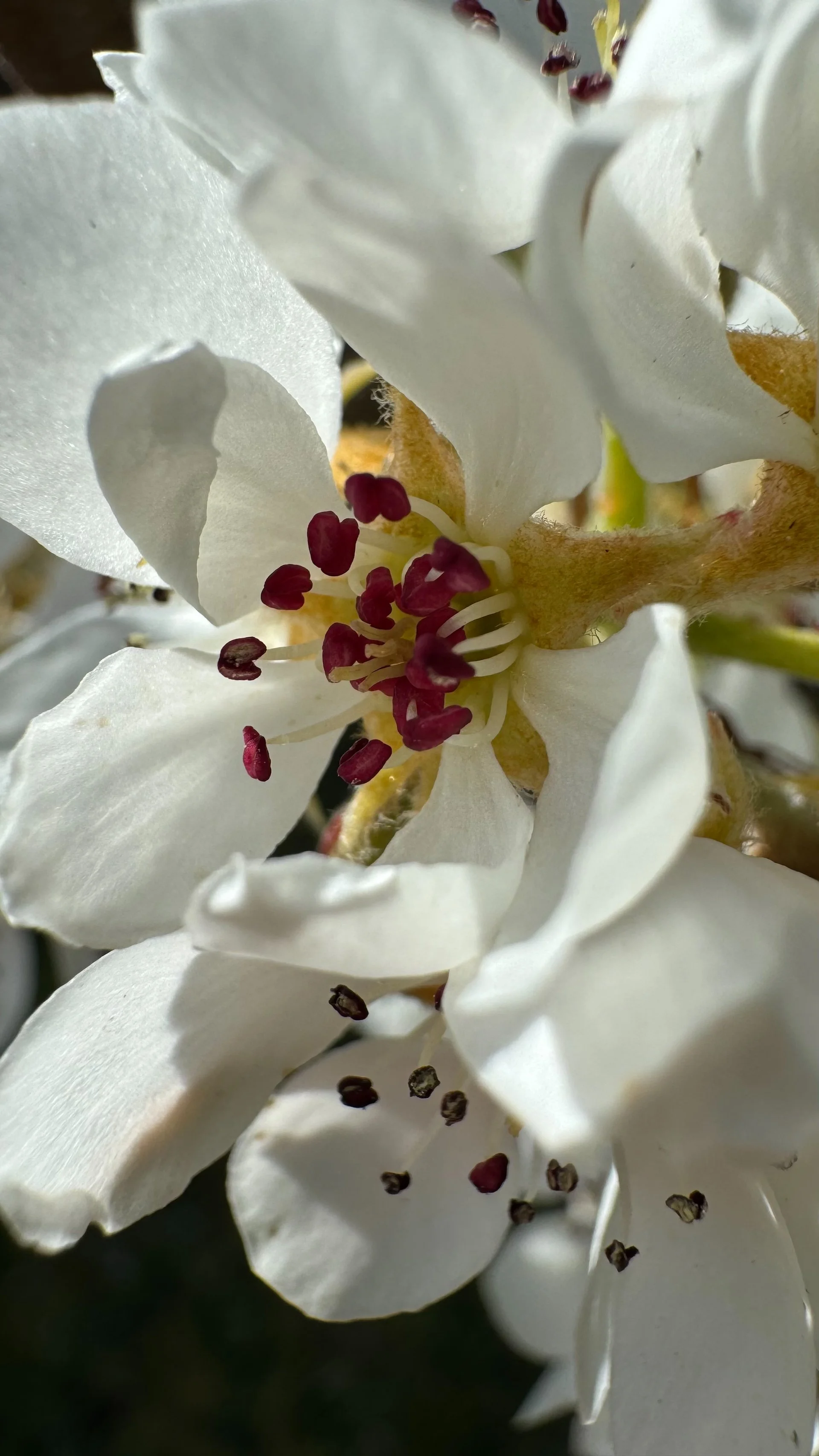  Close up of the pear blossoms. 