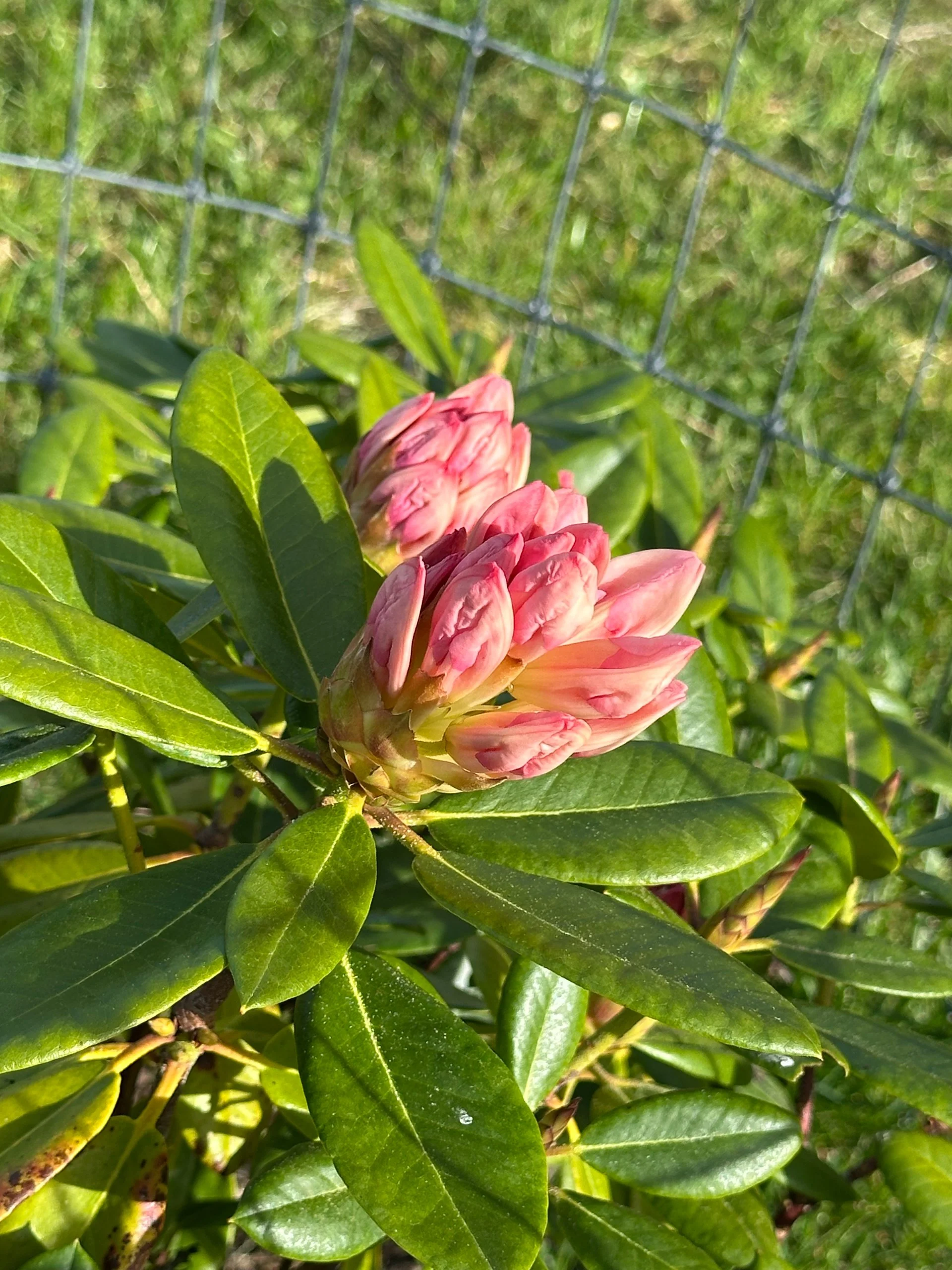  One of our rhododendrons is about to bloom.  