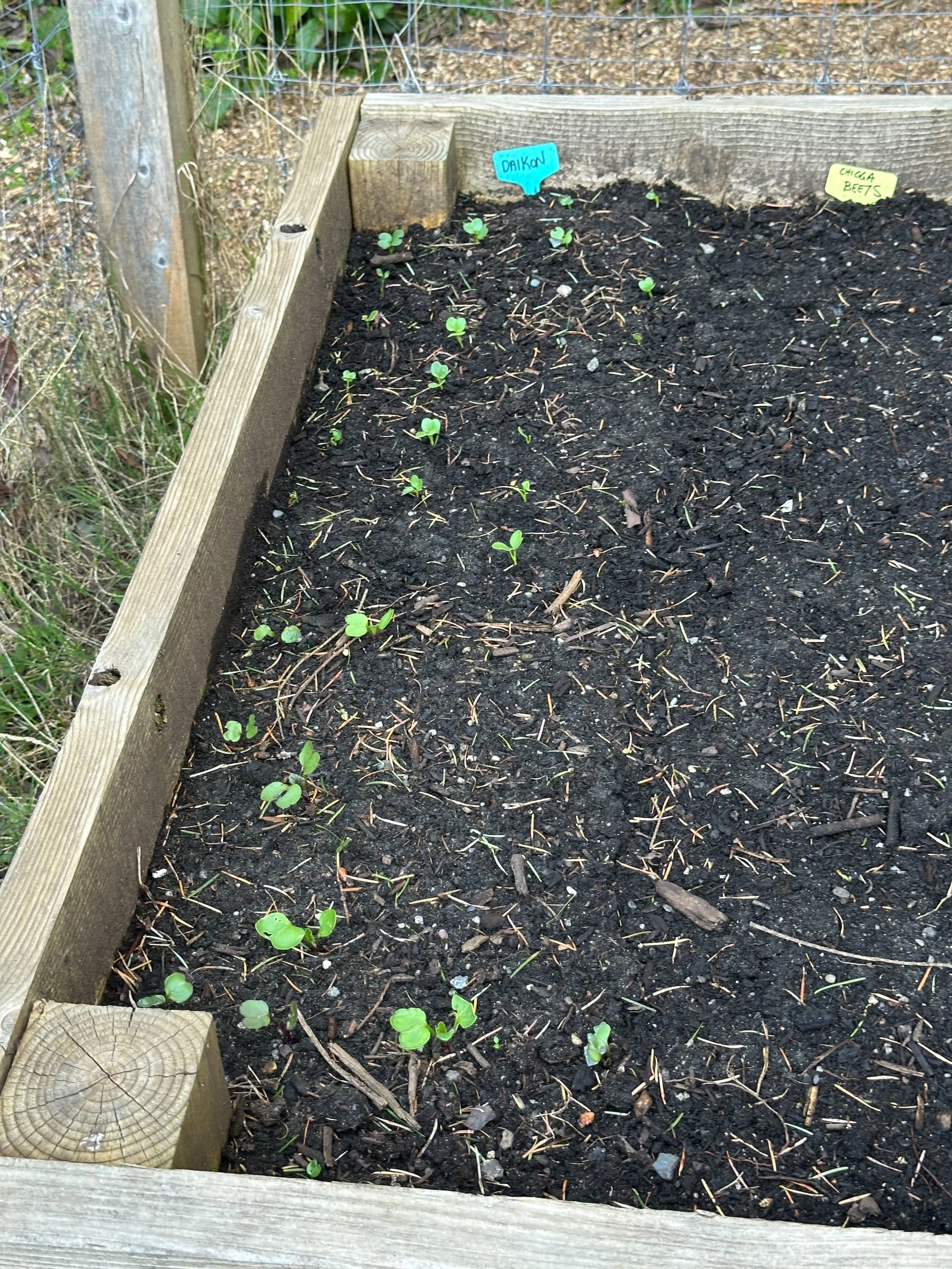  It’s mostly radishes so far that are sprouting.  