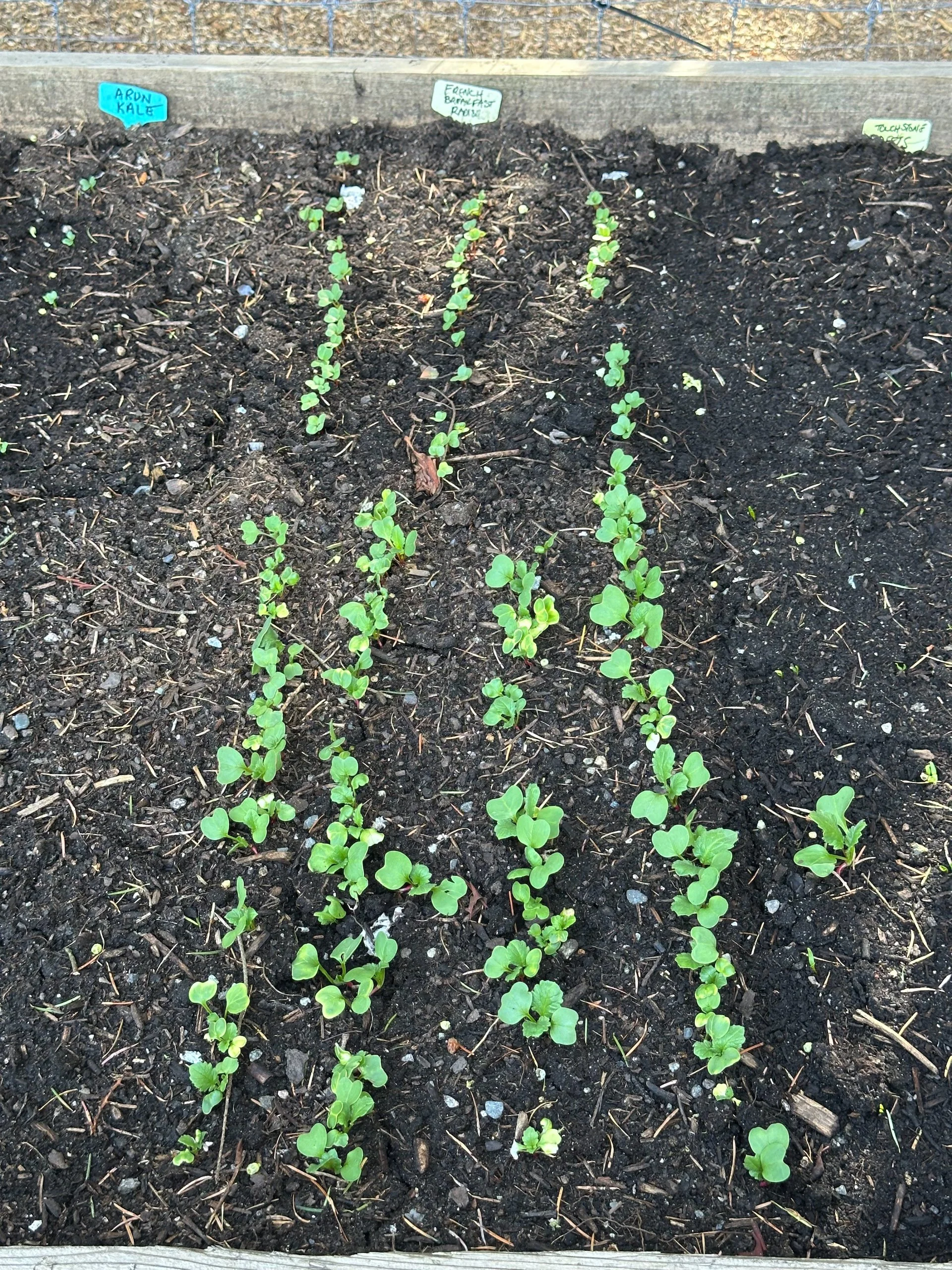 2026-04 Galiano Bird Walk - 51.jpeg