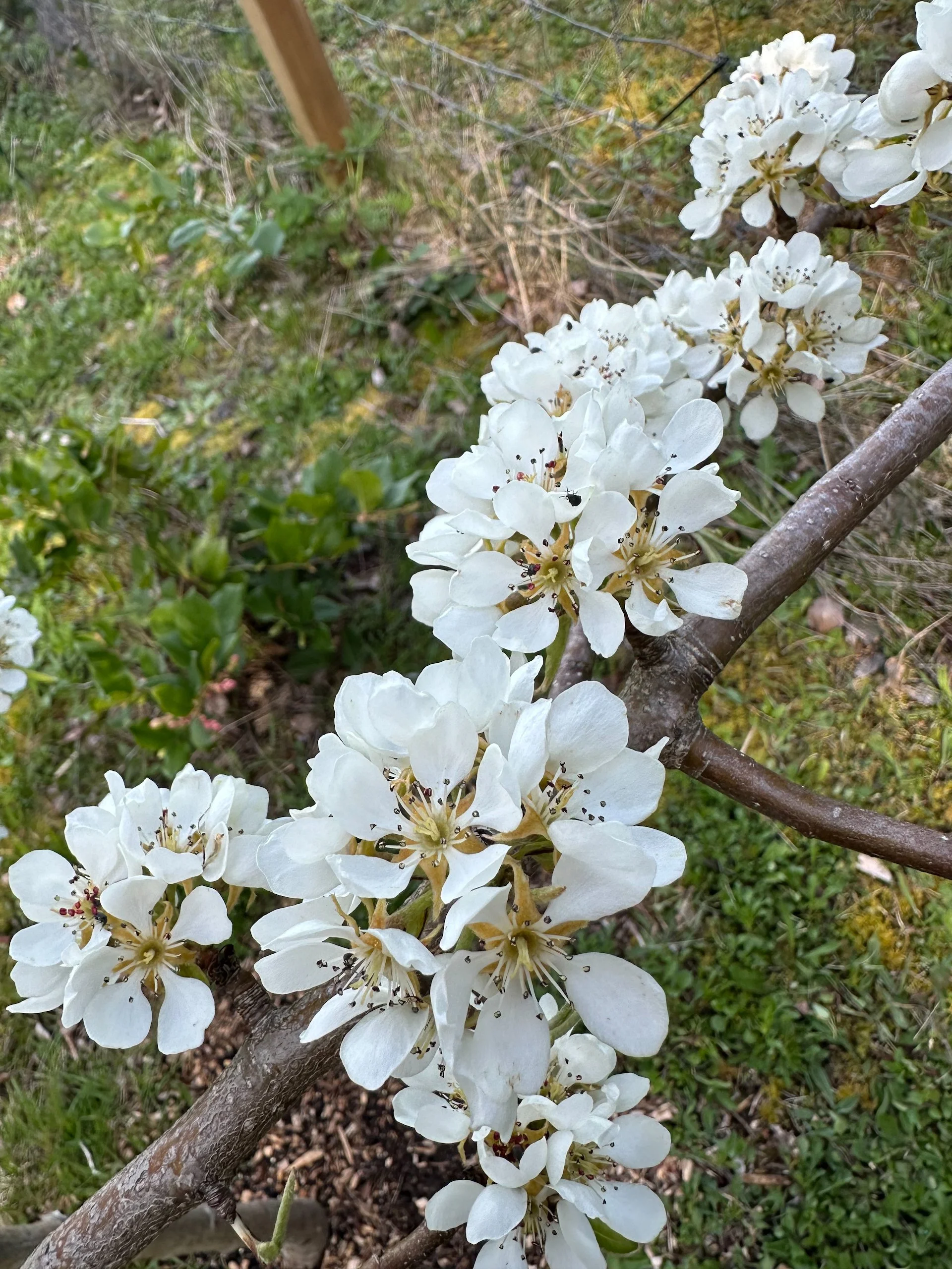  The pears are in full bloom.  