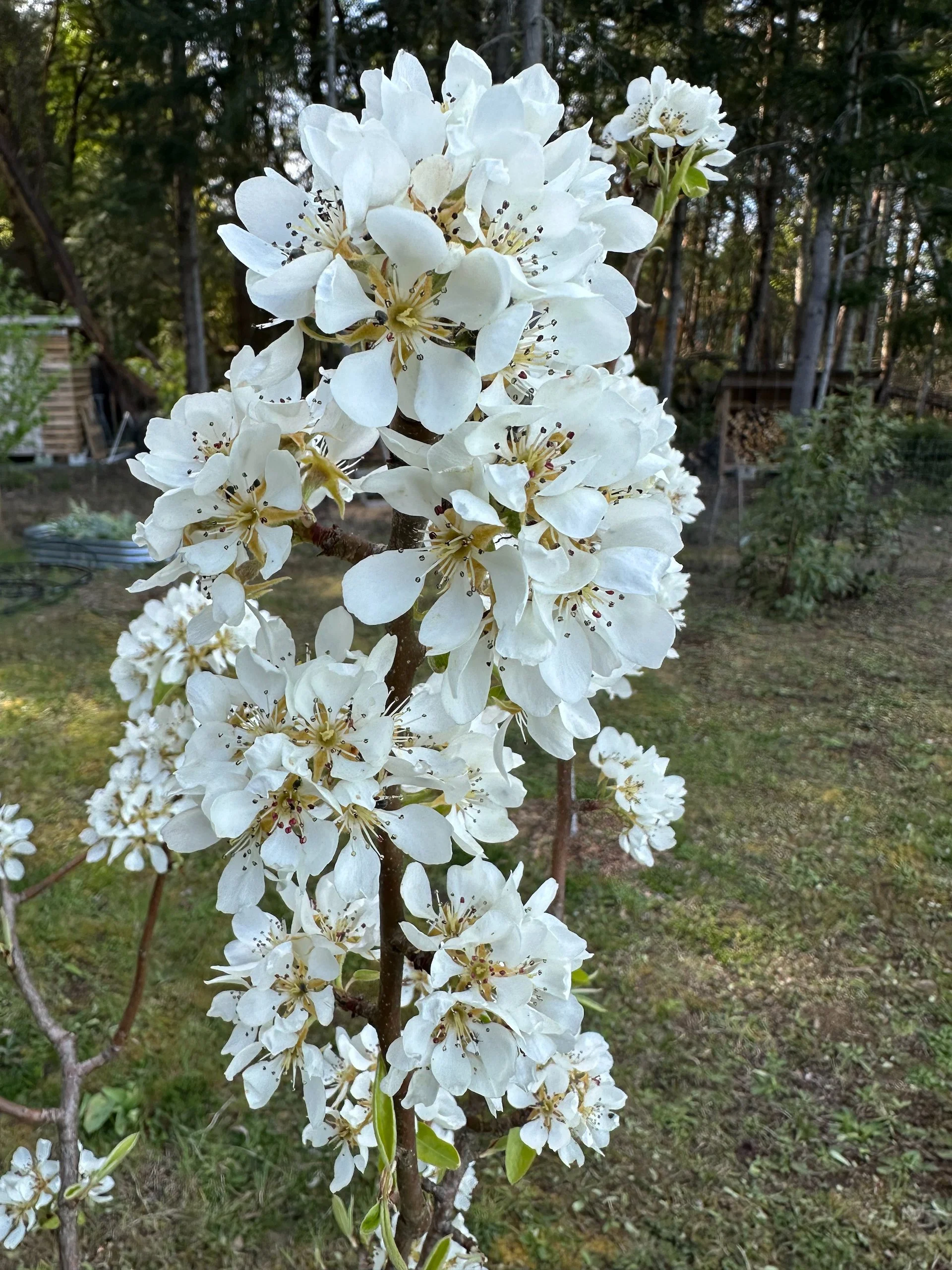 2026-04 Galiano Bird Walk - 53.jpeg