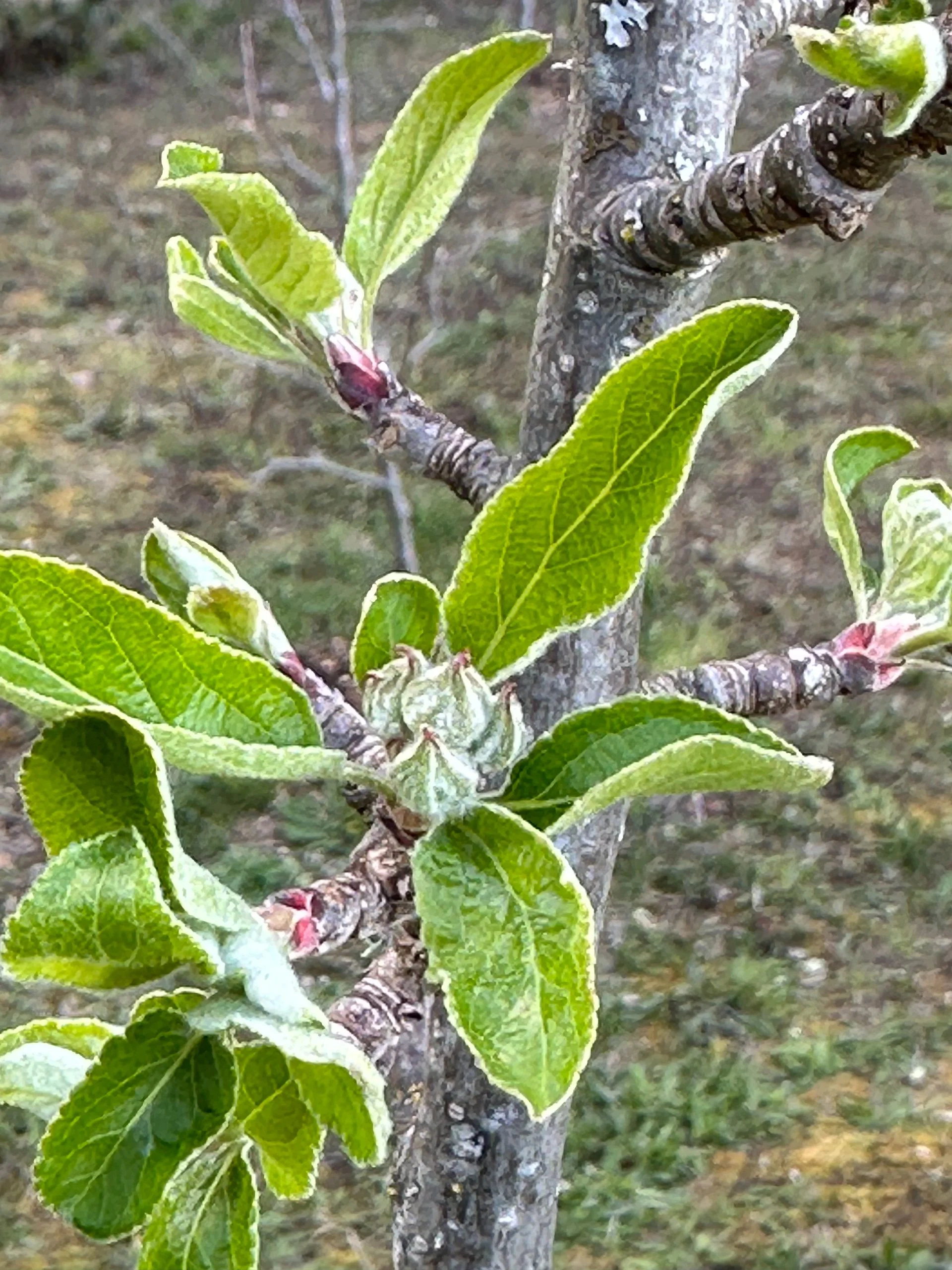  But the apples are a little further behind.  