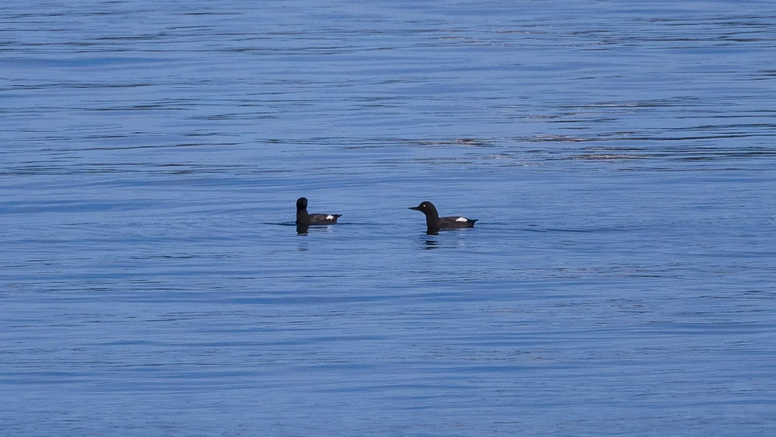  Pigeon guillemots  