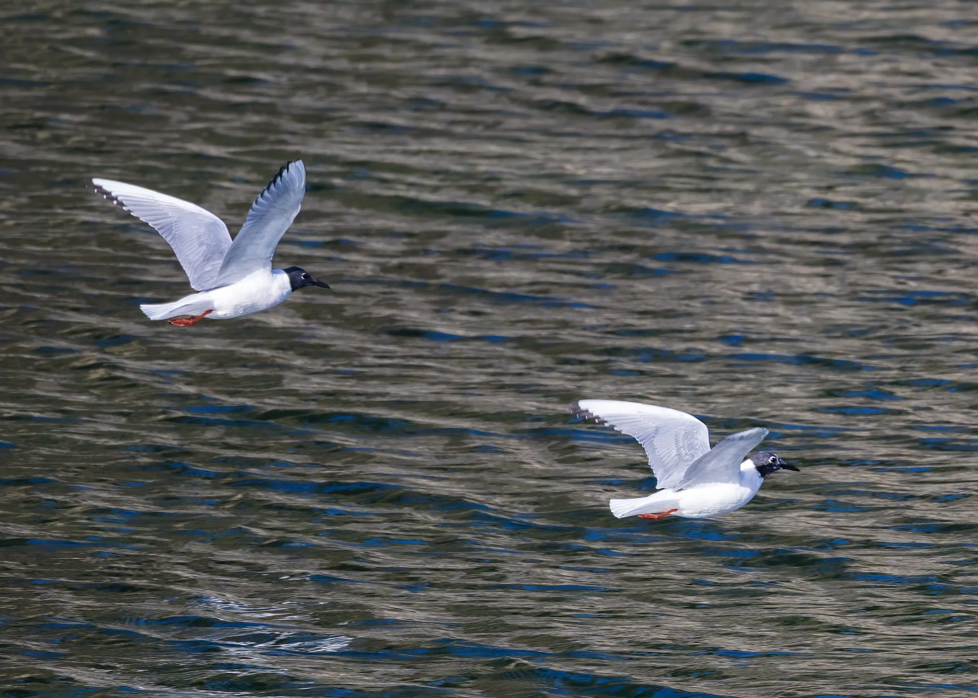 2026-04 Galiano Bird Walk - 56.jpeg