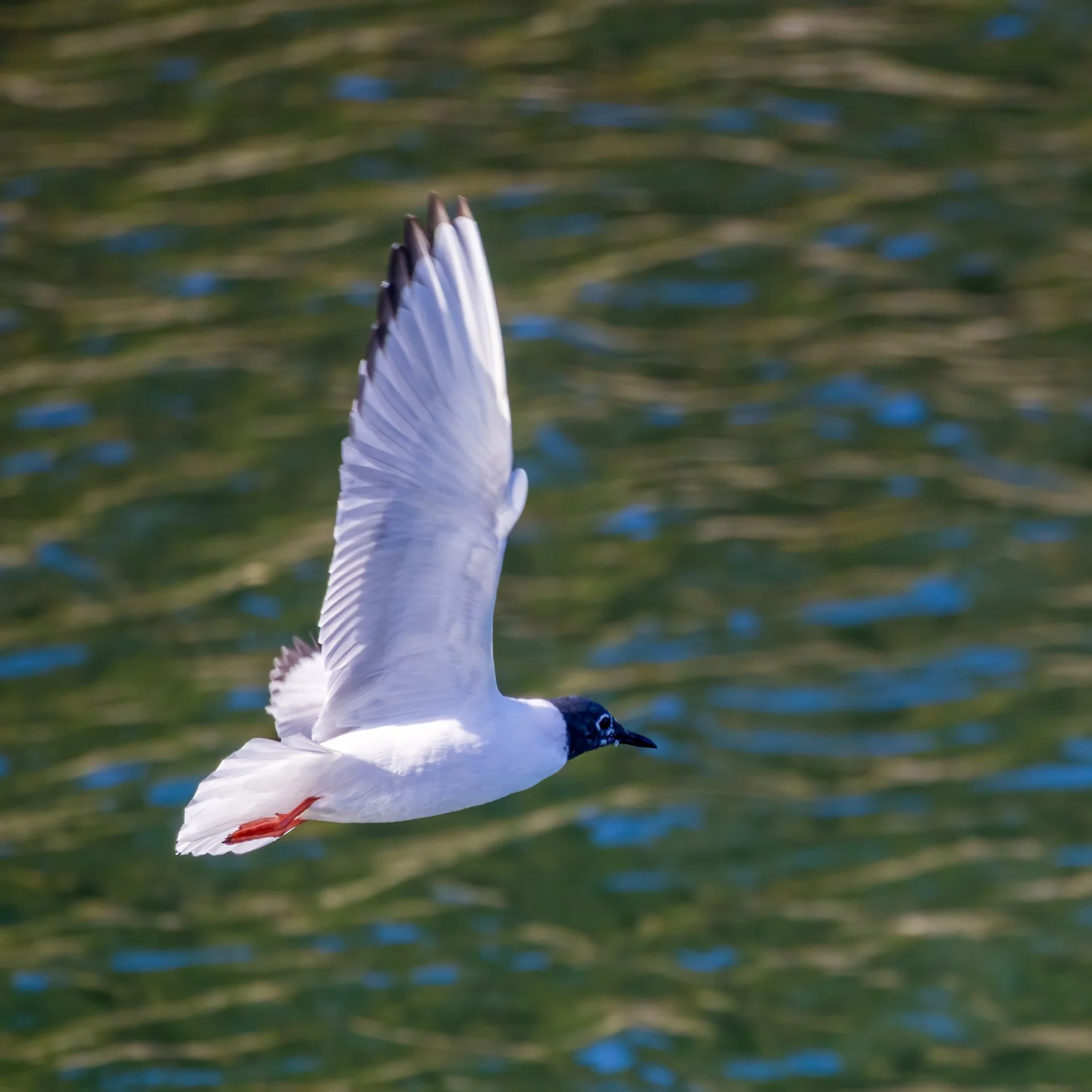  You can see the colour changing around the bird’s eye. 