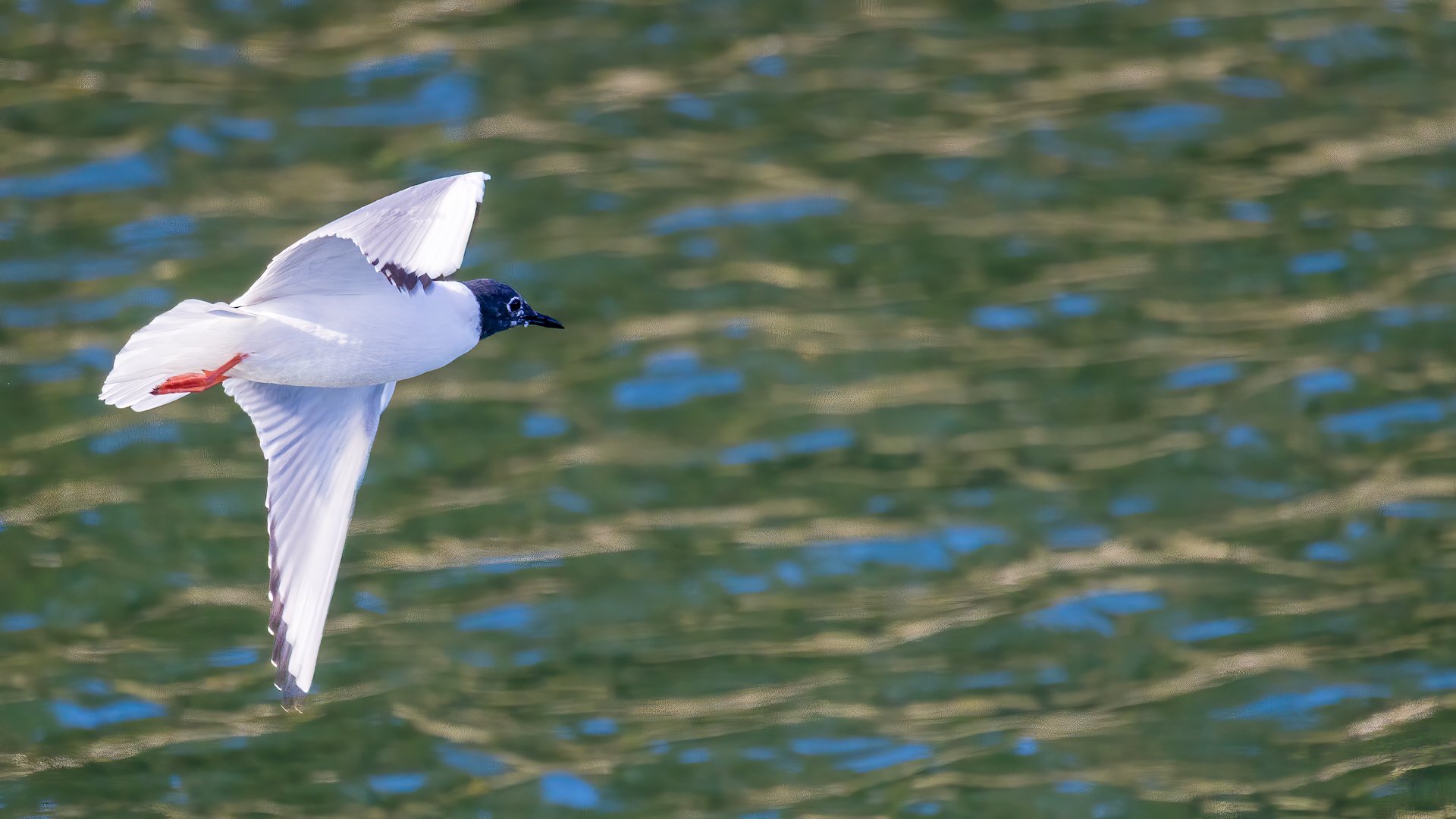 2026-04 Galiano Bird Walk - 58.jpeg