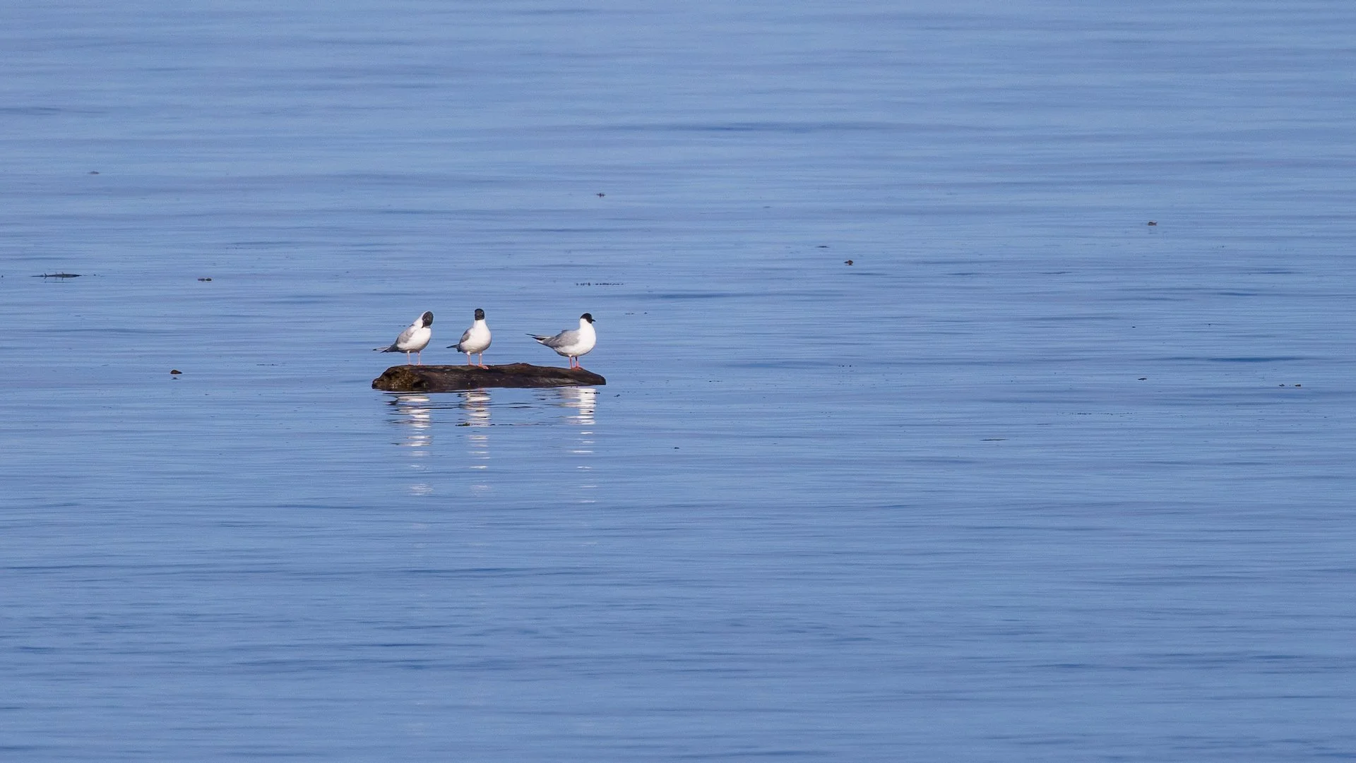  Three bonaparte’s on a piece of driftwood. 