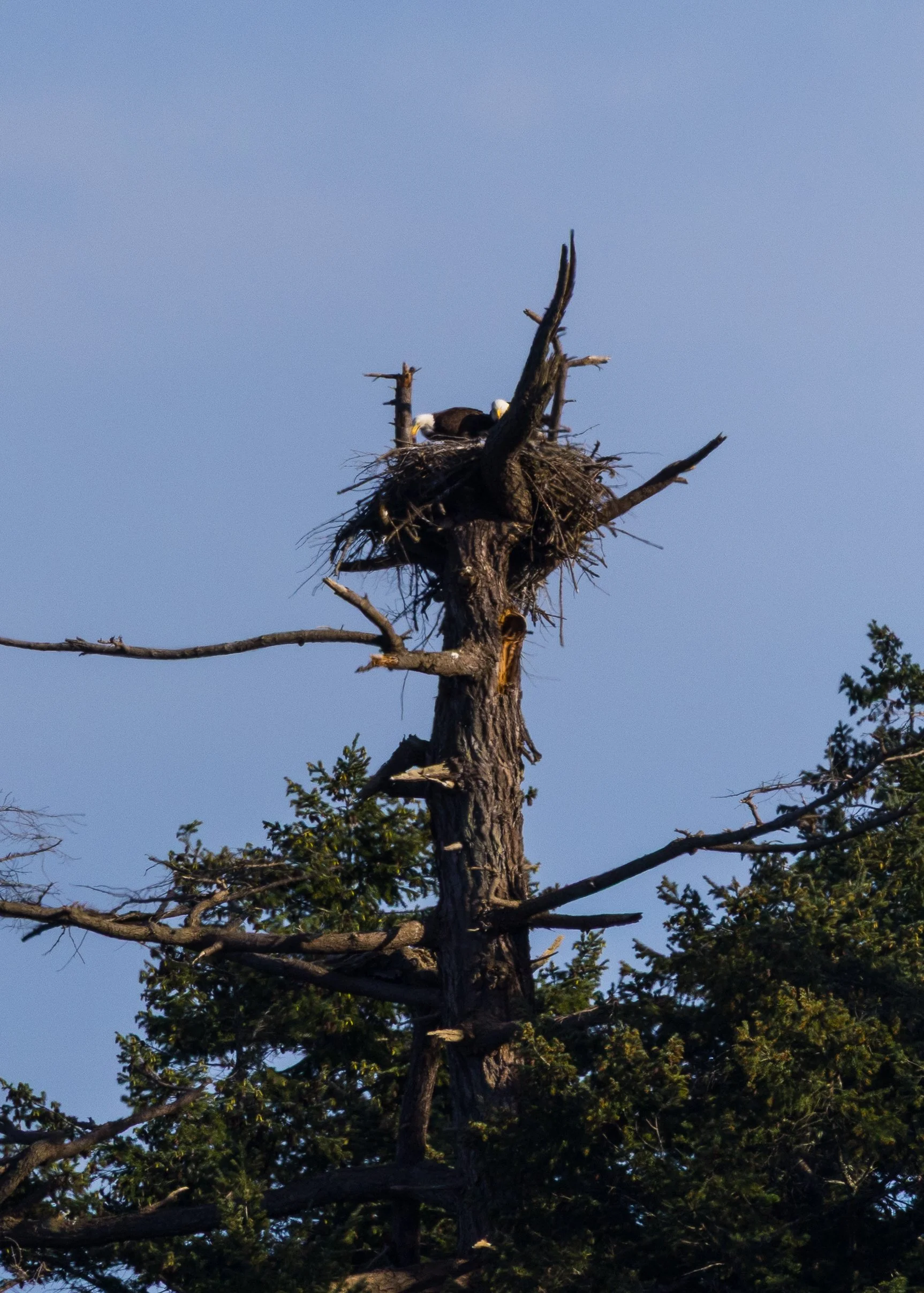  The pair of eagles were on the nest this time. 