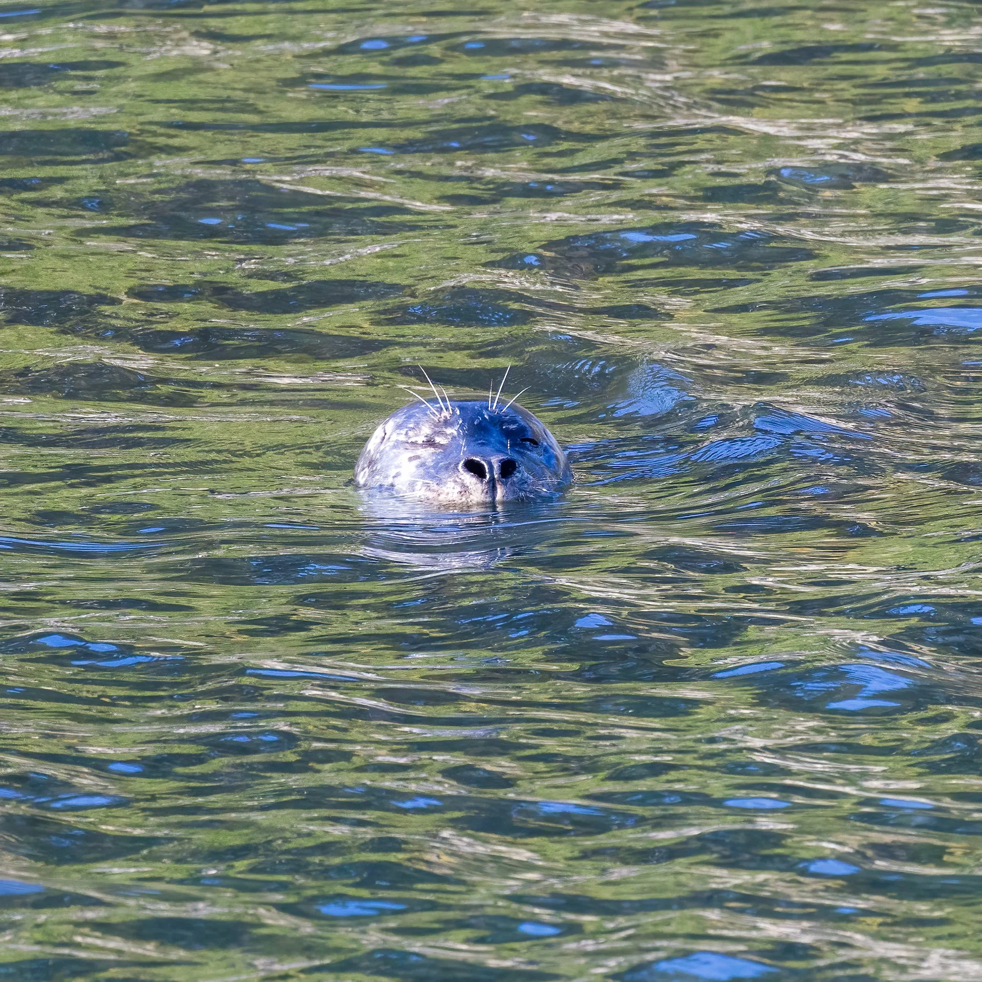  Harbour seal 