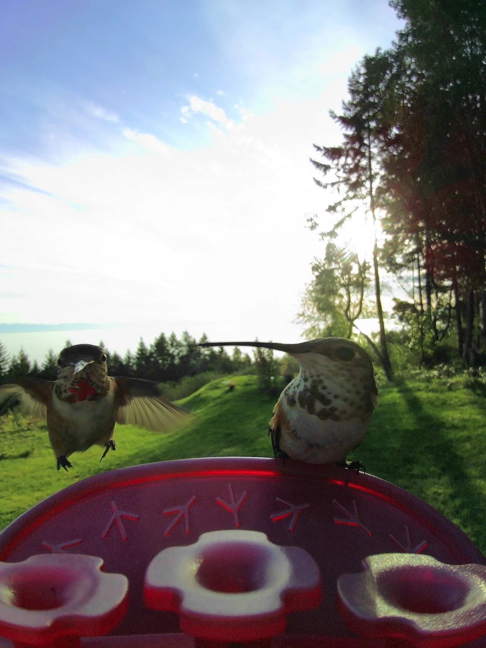  And a fun shot from the Bird Buddy to wrap it all up. 