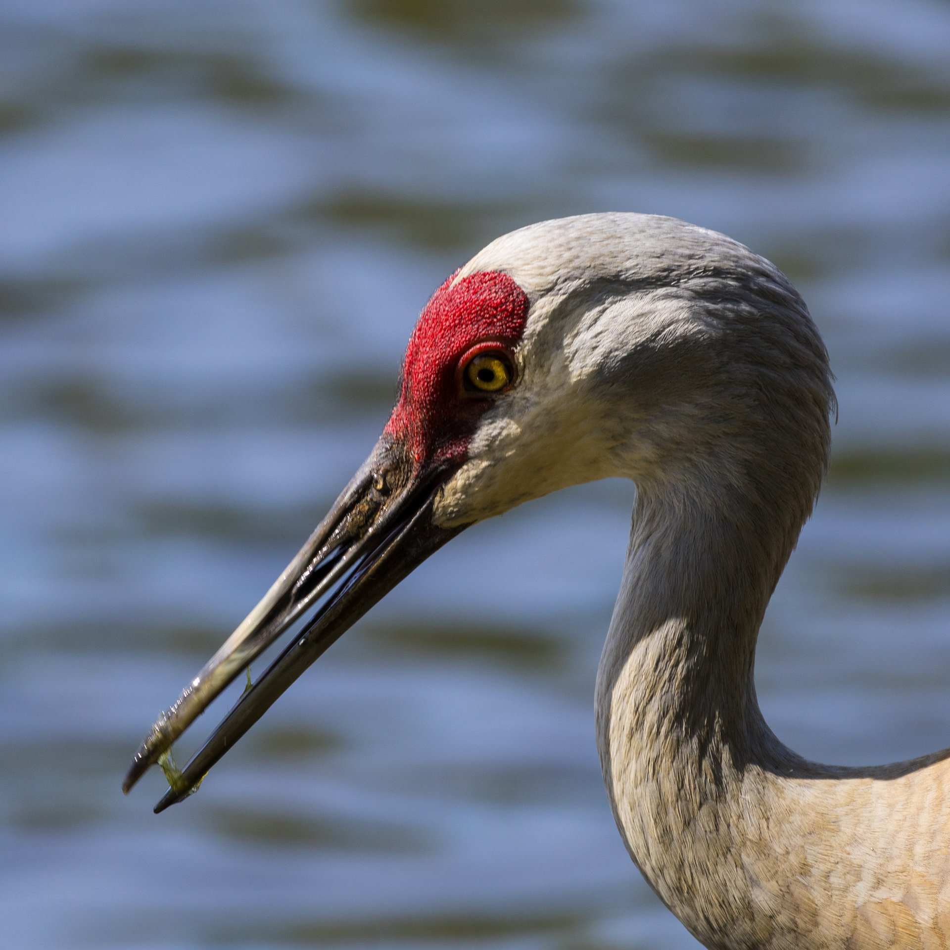  There was only one, lonely sandhill crane. We were hoping for chicks, but no such luck. 