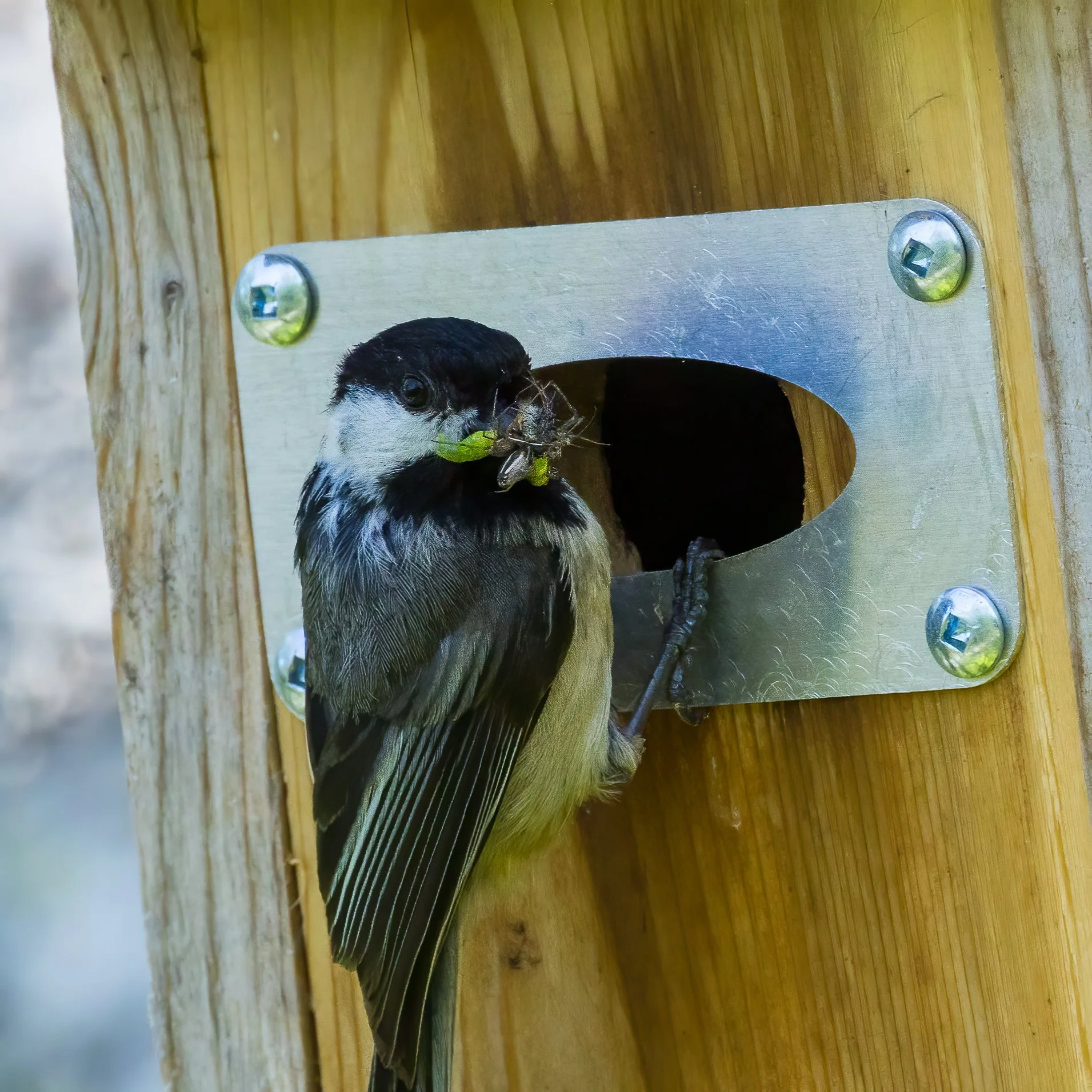  With a bit more of close cropping, you can see the caterpillar and spider in his beak! 