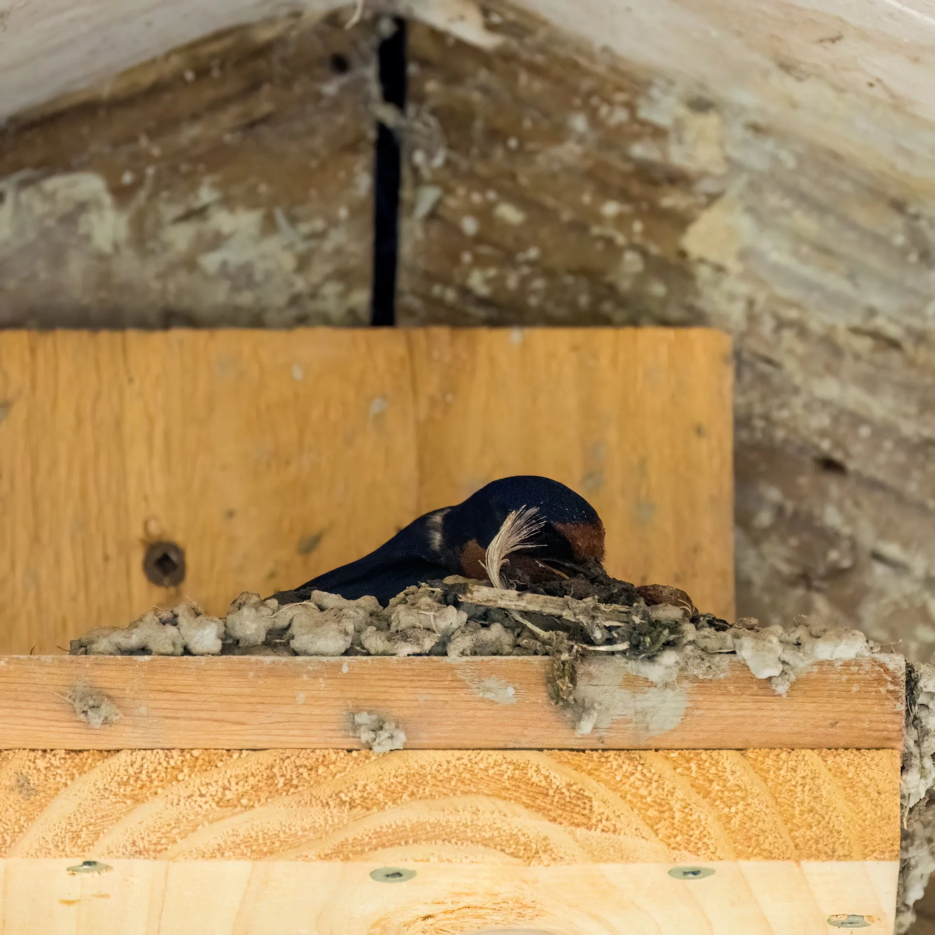  We stopped to watch this barn swallow building up it;s nest. It would leave and come back with a mouthful of mud, and layer it on. 
