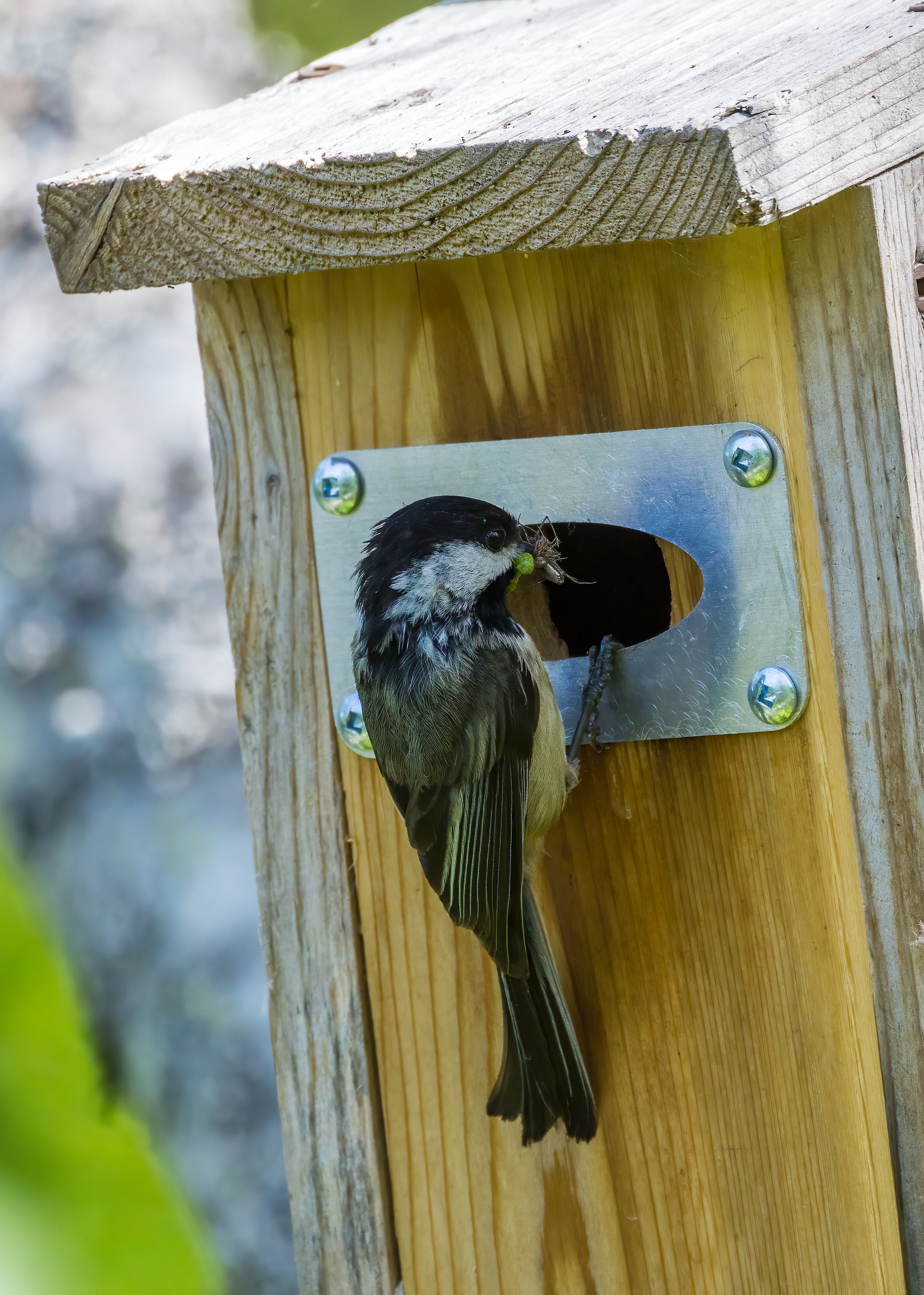  We watched this chickadee go back and forth to the bird house a bunch of times. 