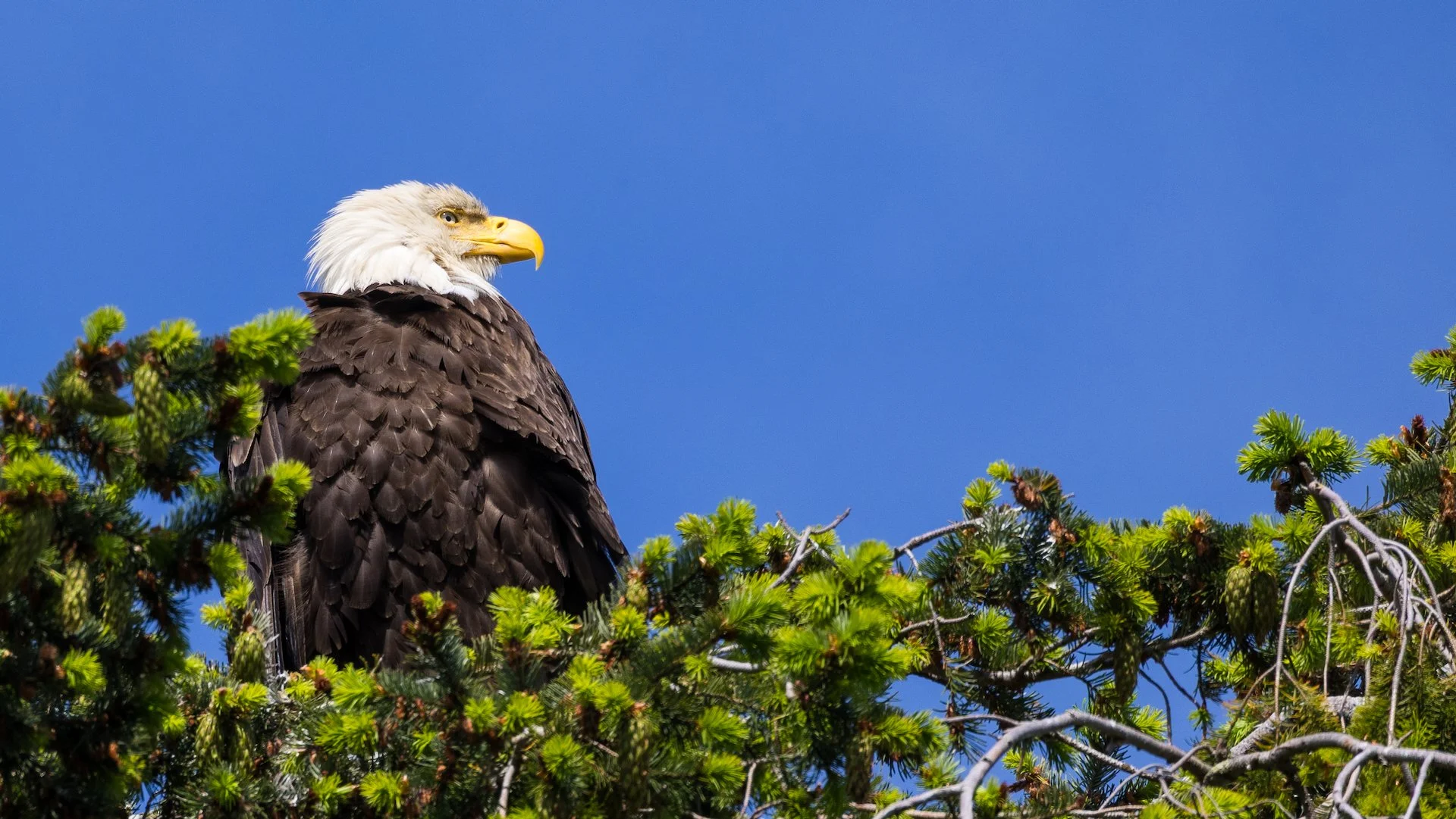  And right near the front entrance, there was a bald eagle up in the tall firs. 