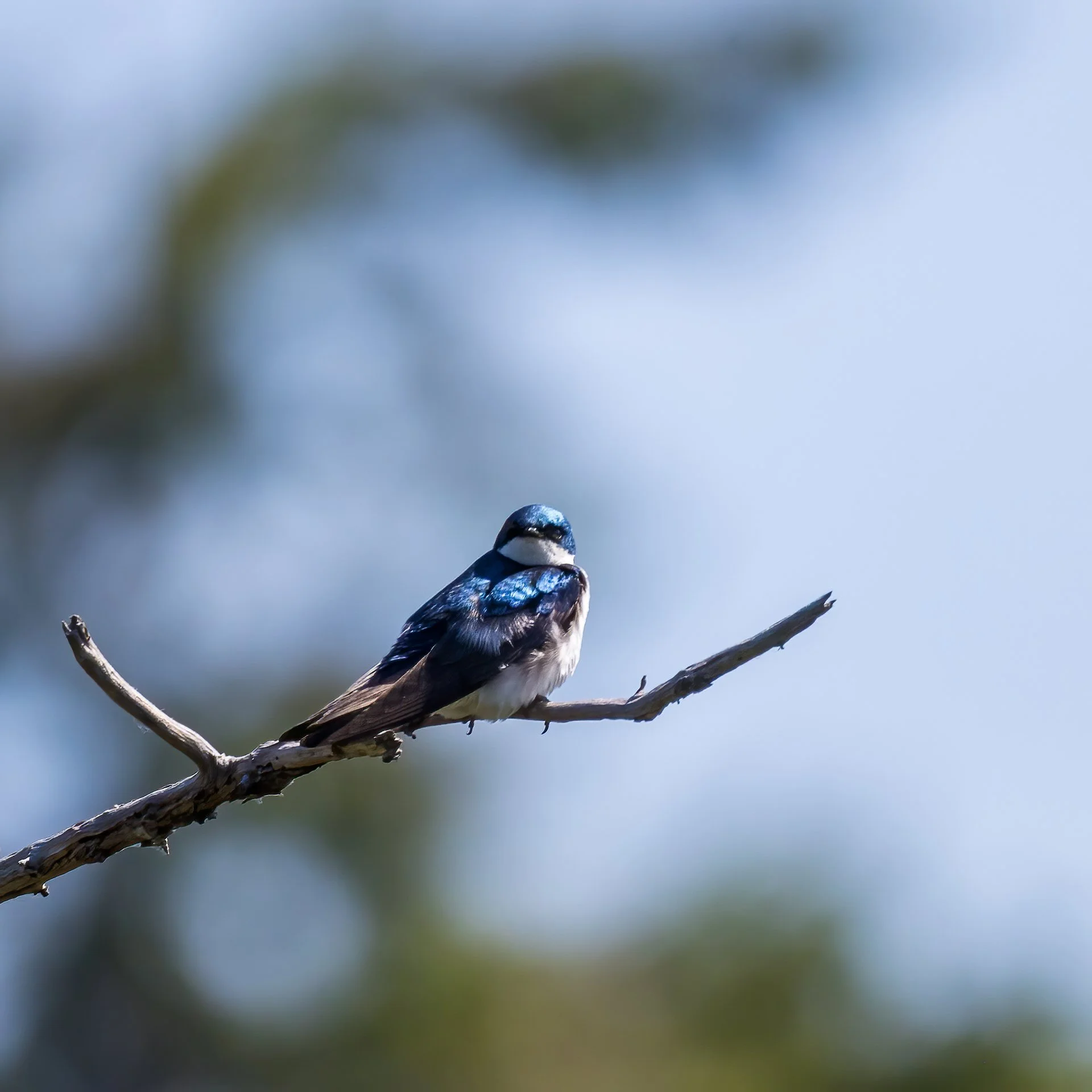  There were lots of tree swallows around. We think this one was a juvenile, as it didn’t really seem to be ready to fly. 