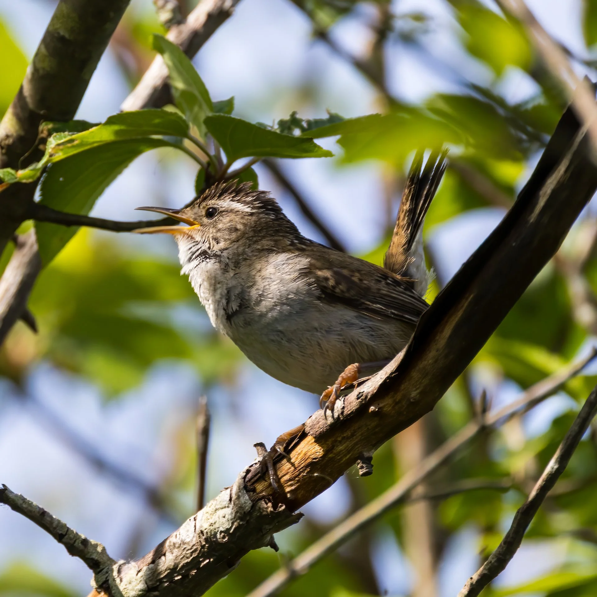  This little wren was making so much noise! 