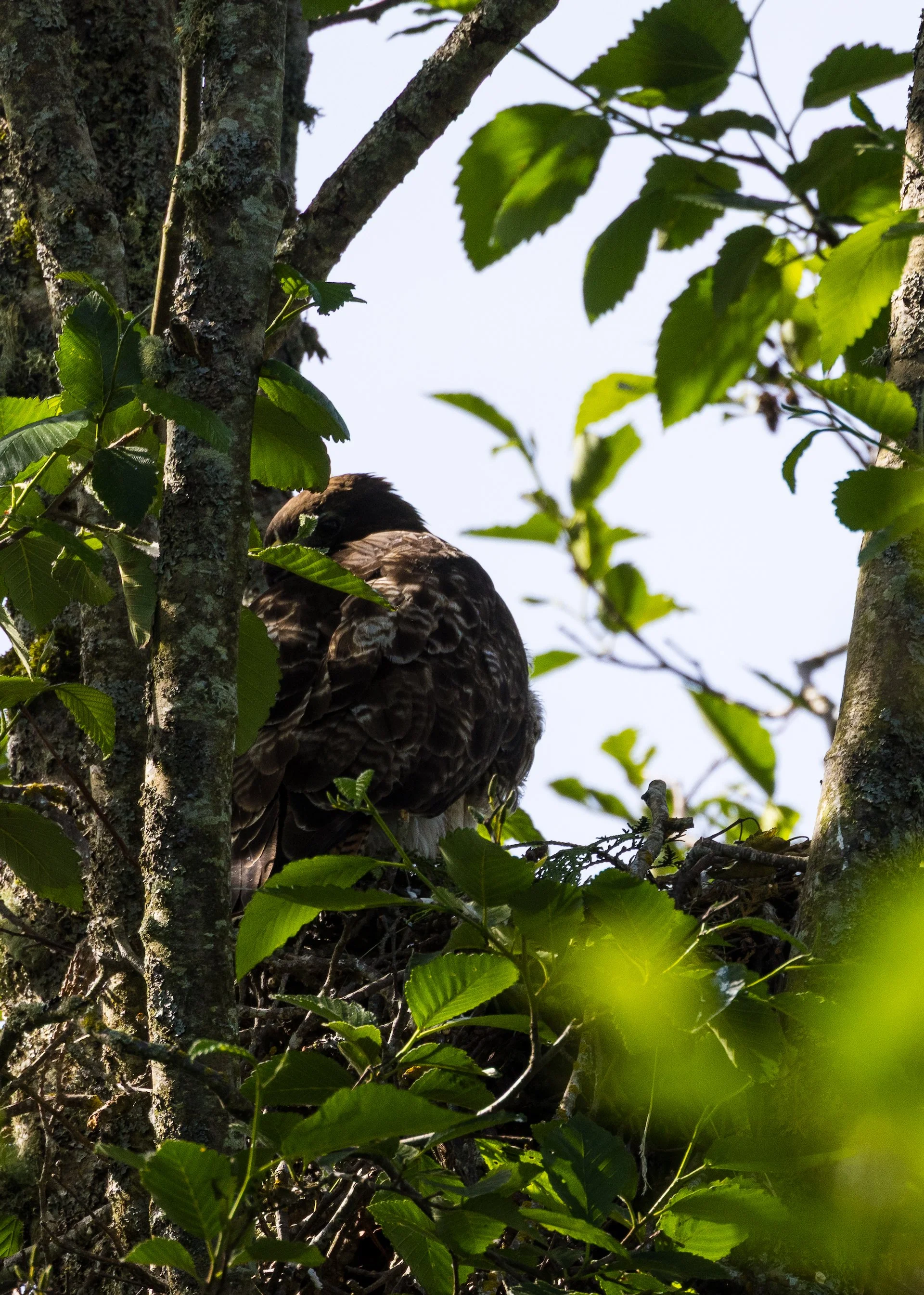  As were driving up the driveway to the parking area, there was a photographer with his lens on a tripod, off to the side of the road. Curiosity piqued, we wandered up. He had seen this red tailed hawk on it’s nest! 