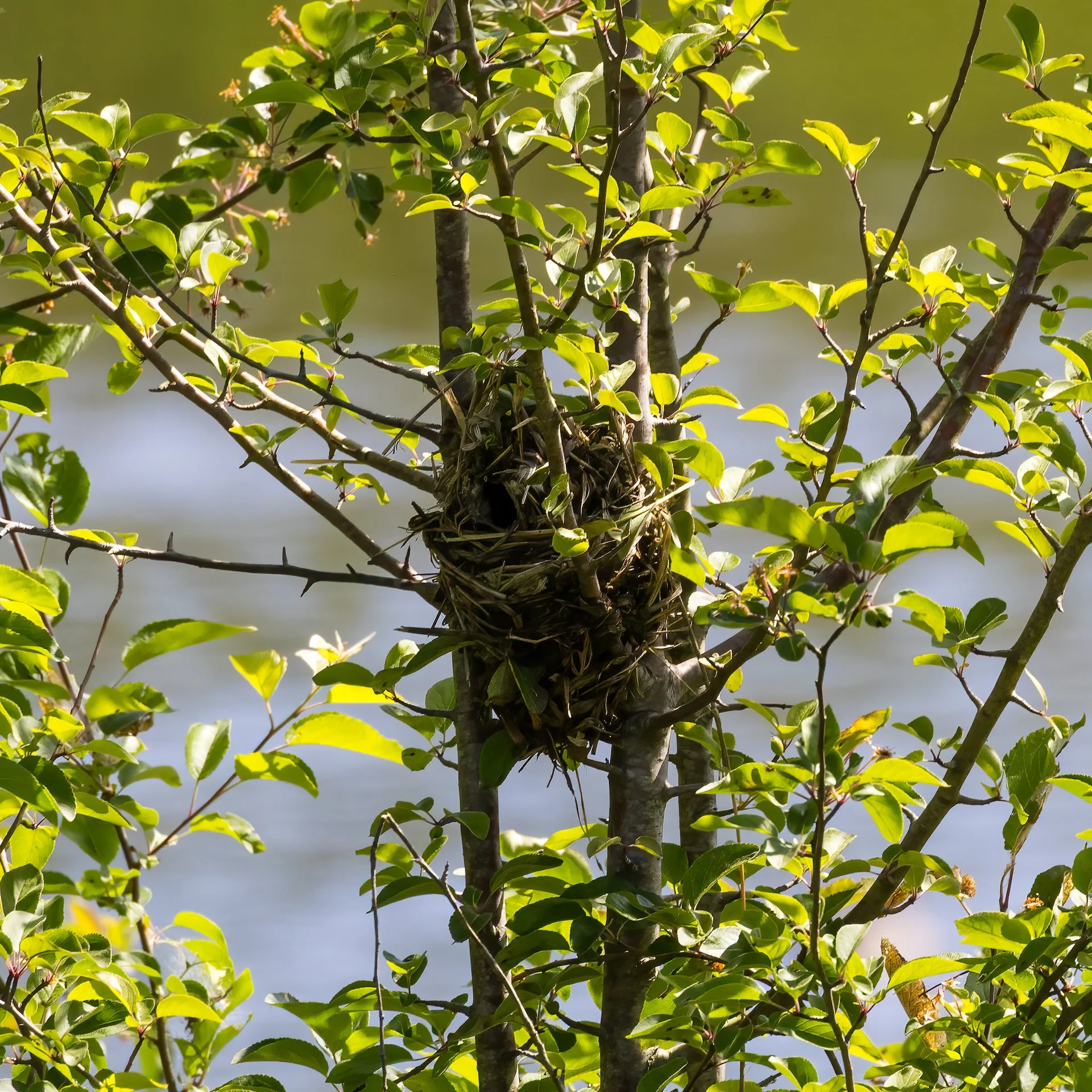  We think this might be a marsh wren nest. It was right along side the river bank. 