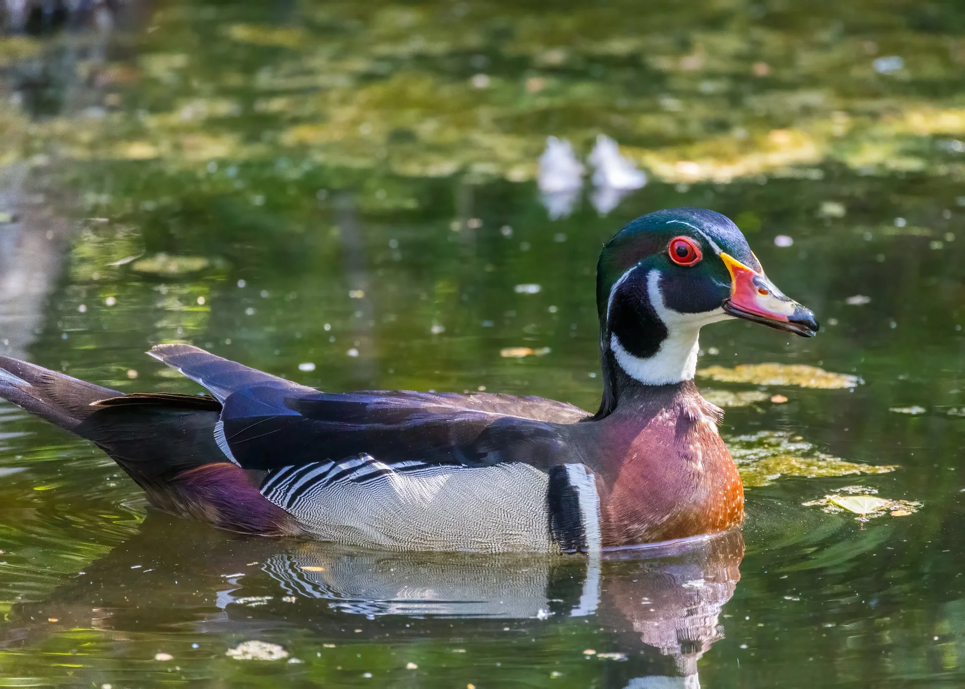  Male wood duck. 