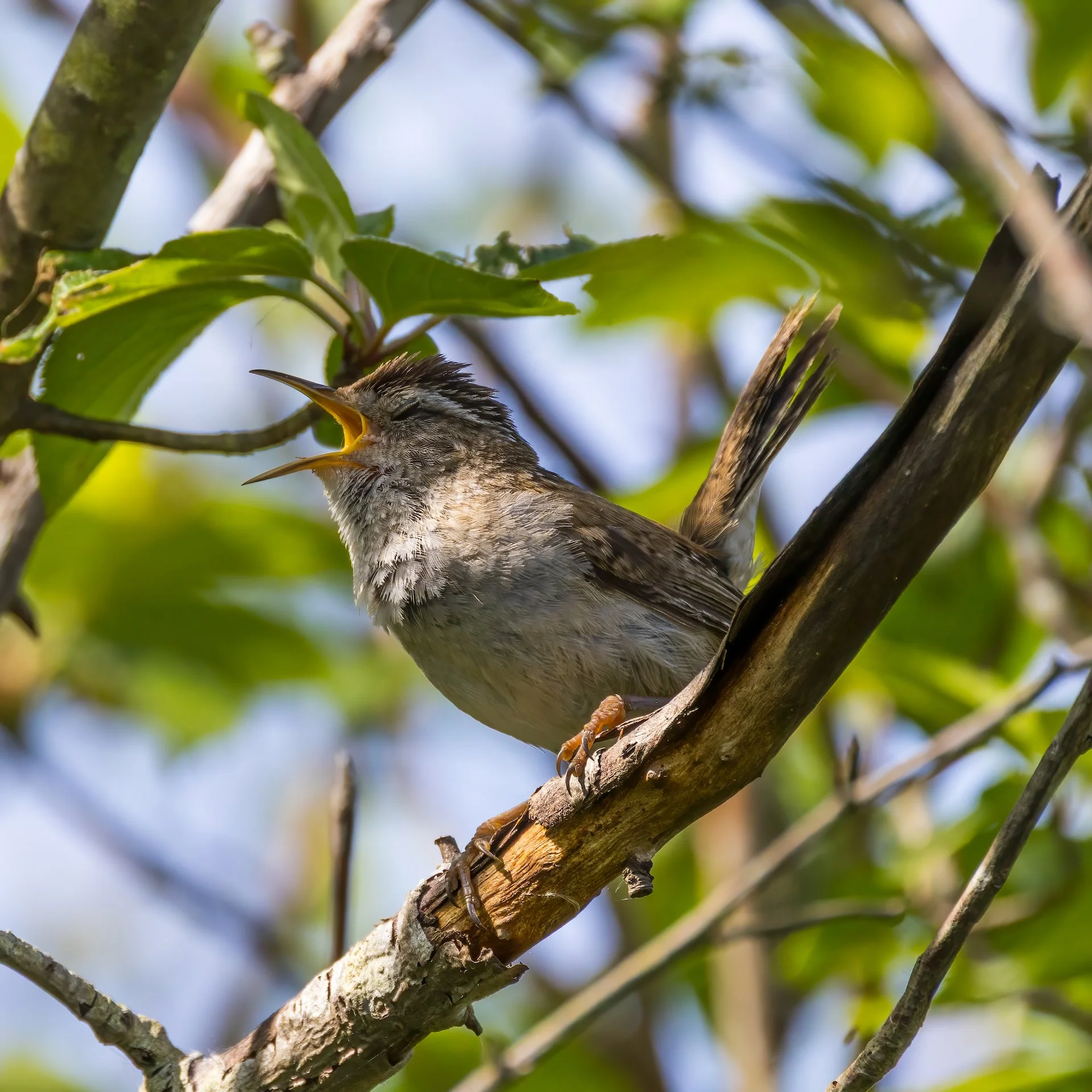  Singing it’s little heart out! 