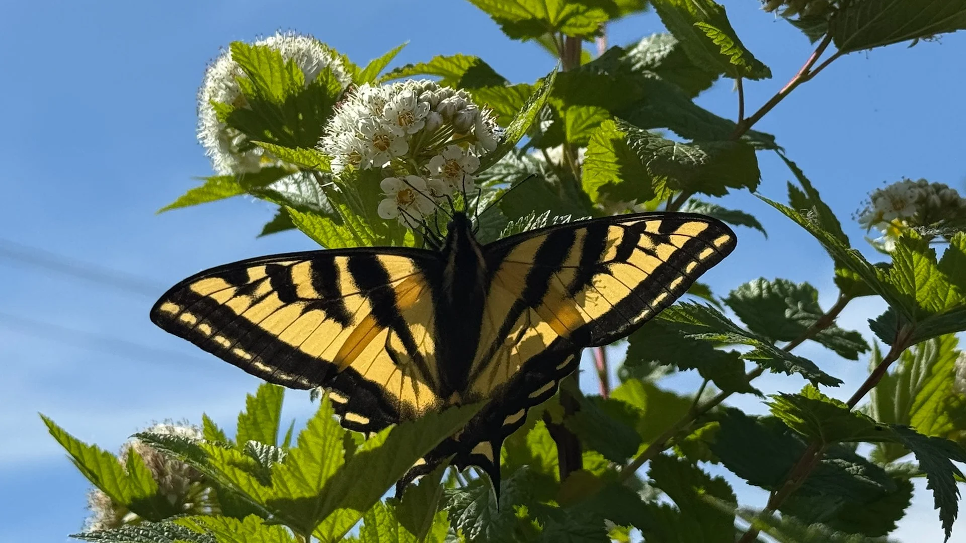  There were a number of swallowtail butterflies about and Justine got some great photos! 