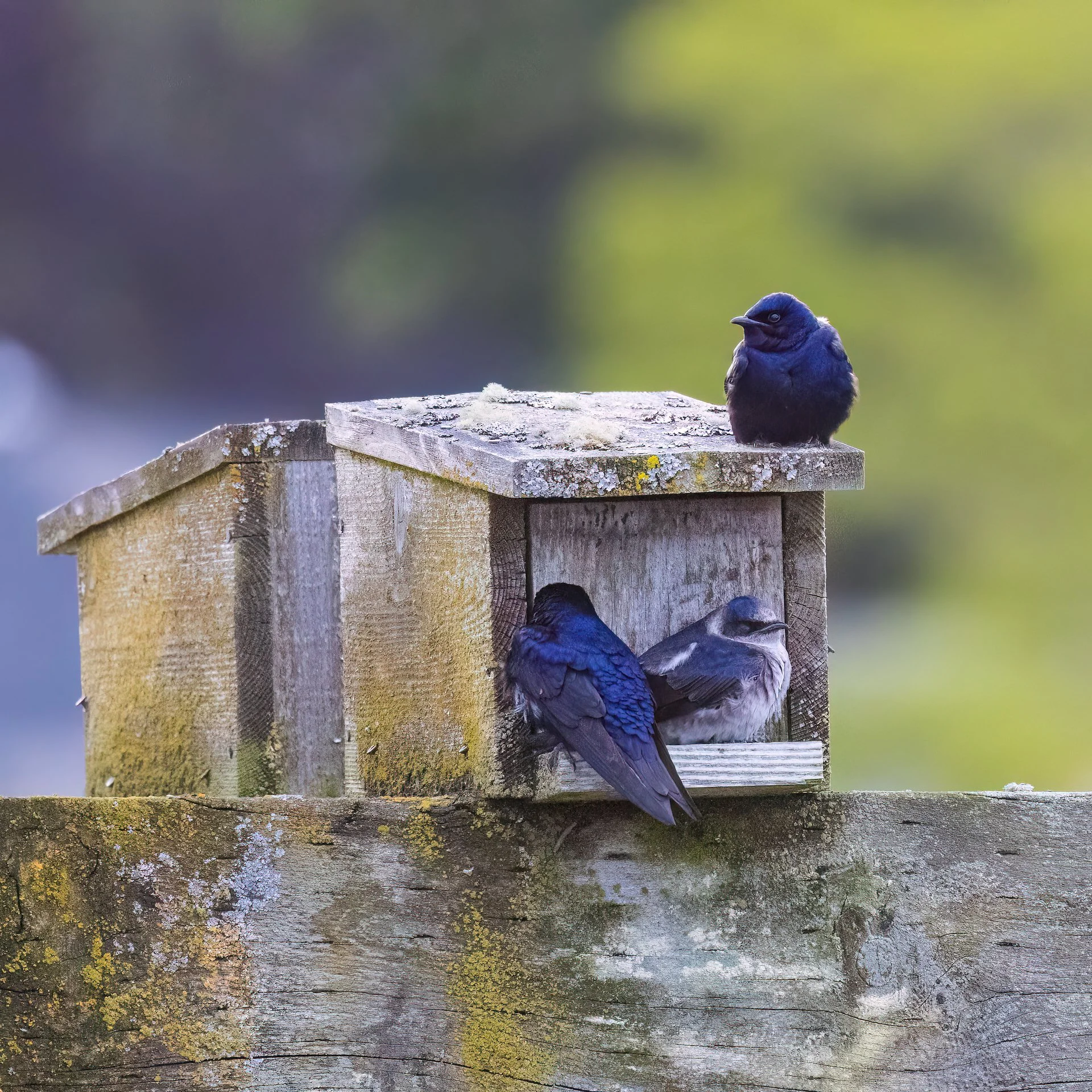  The juveniles are almost as big as the parents. 