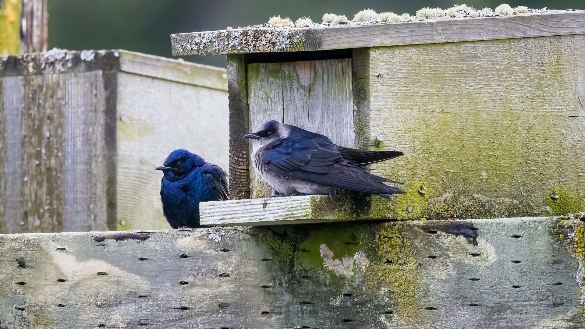  They really are cool little birds. 