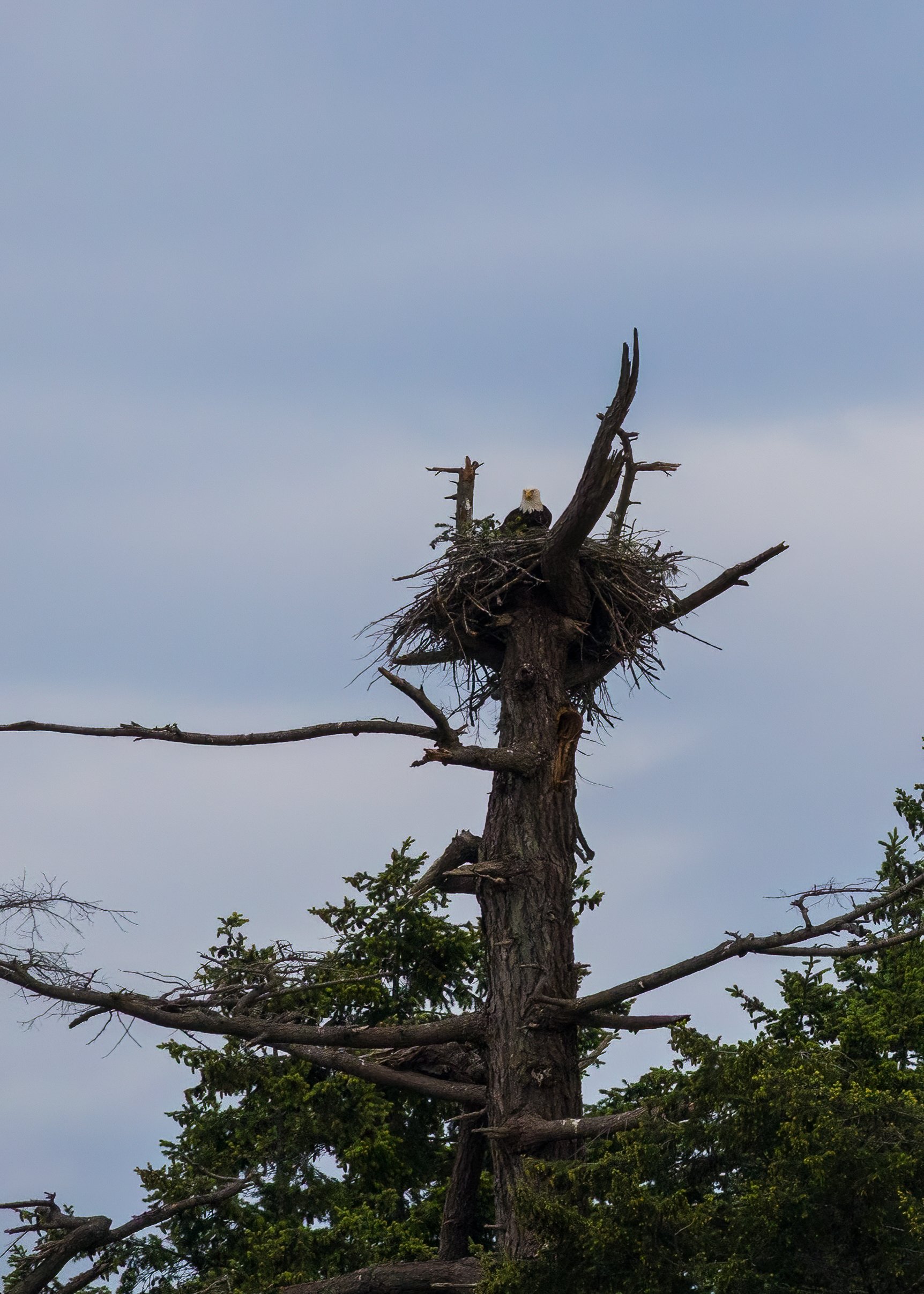  One of the parents were in the eagle nest tonight. 