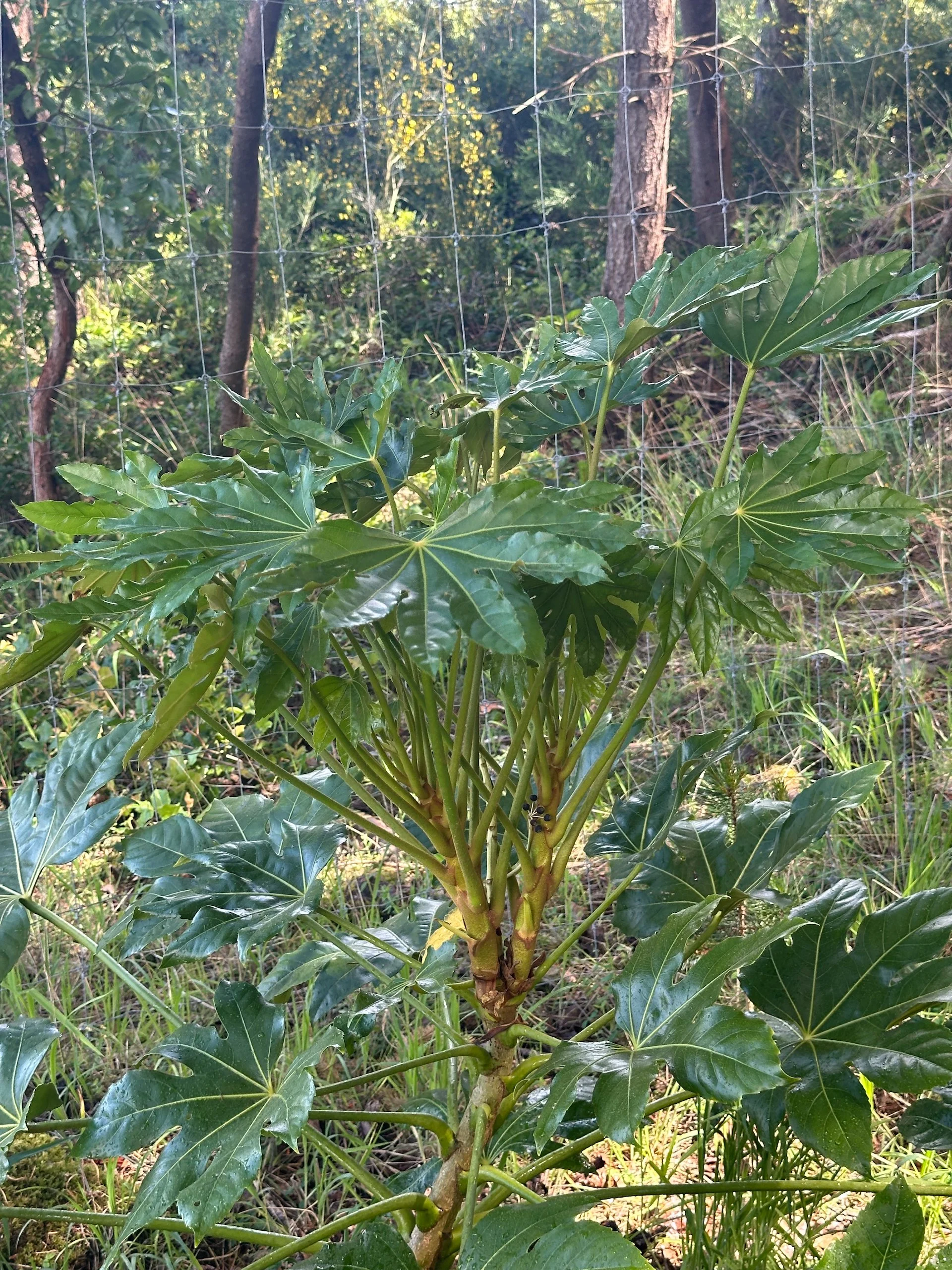  These amazing tropical-looking plants are doing well in the forest area between us and Jerry and Madeline. Well at least since we fenced them to save them from the deer. Lots of new growth, and every year we add a new one.  