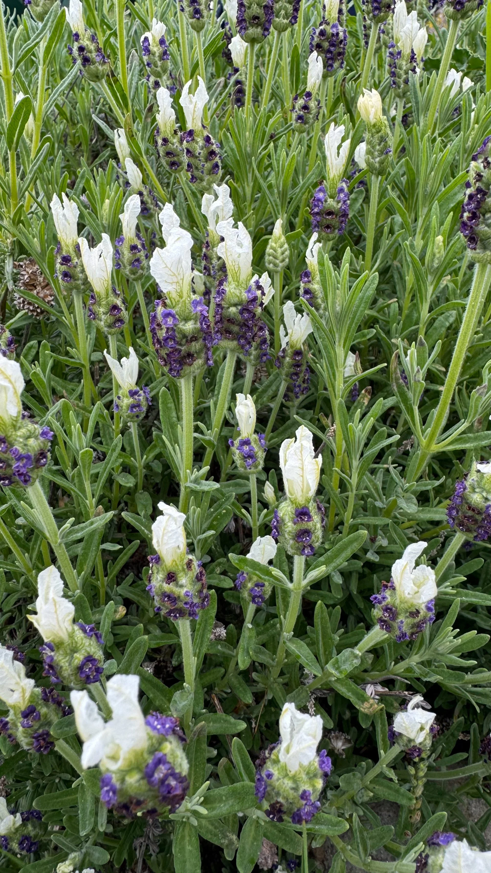  The lavender has started to flower. These purple and white variety is stunning.  
