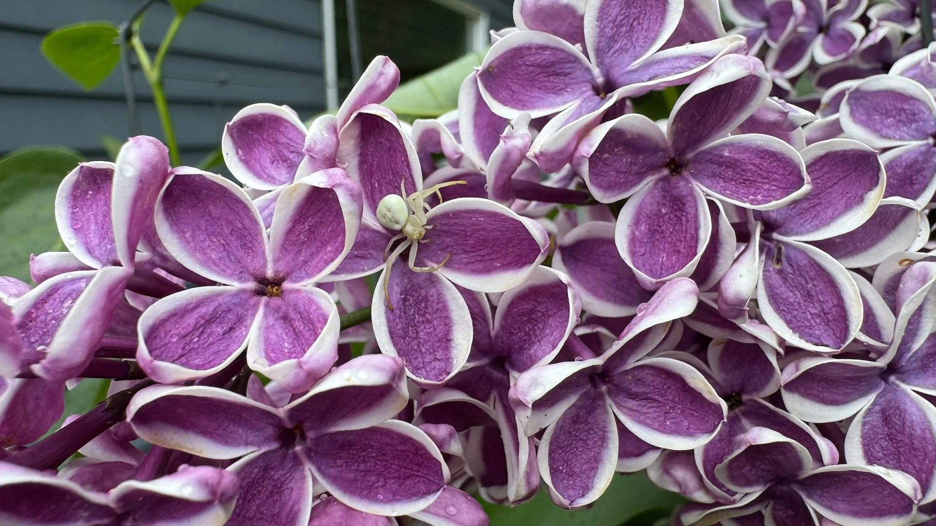  Our new lilac has the most amazing flowers. And so fragrant. Justine managed to catch this tiny white spider on the petals.  