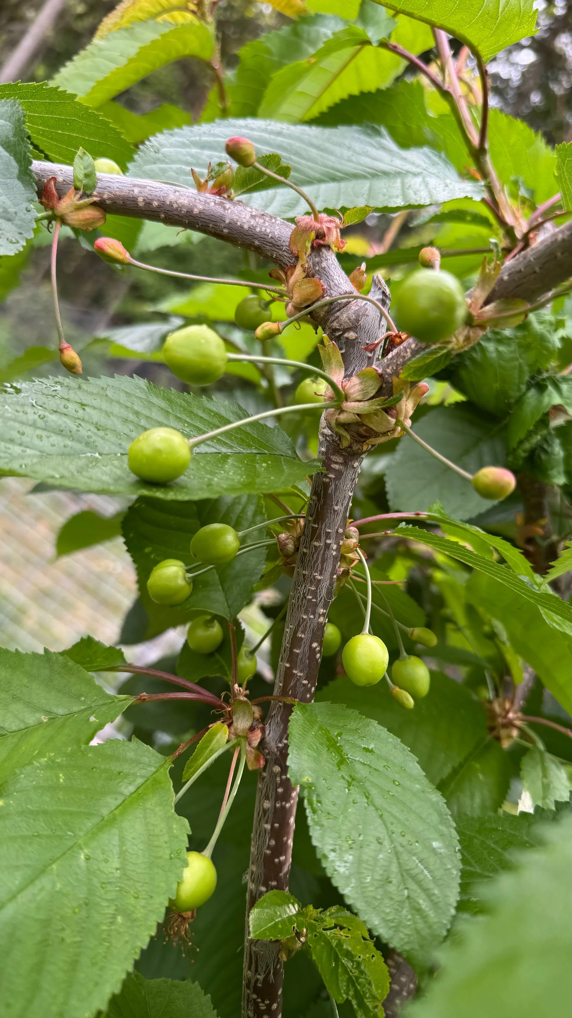  We’re getting some cherries. But sadly a lot are shrivelling up on us.  
