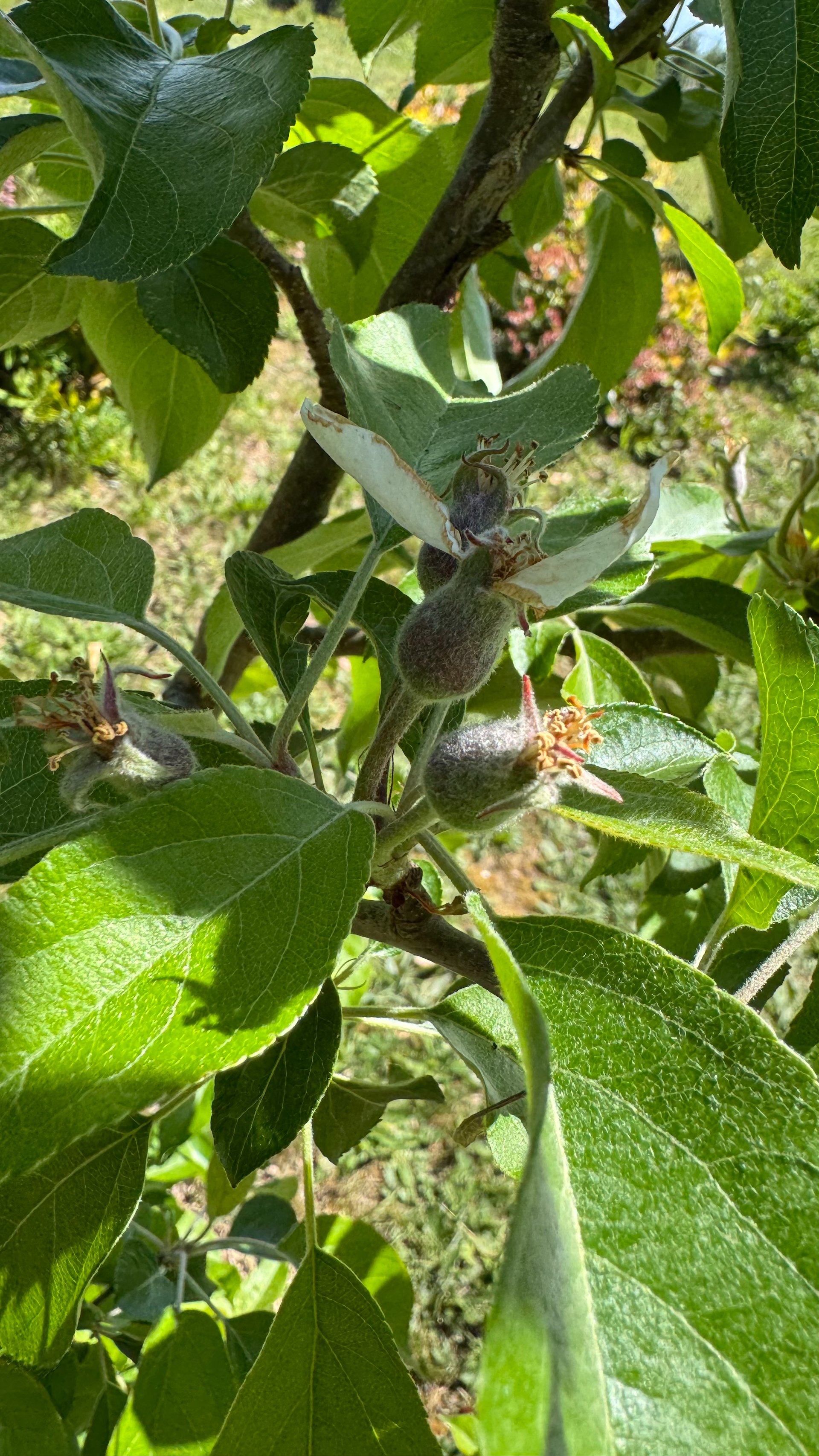  And some apples are forming. But sadly, it looks like no pears this year. 
