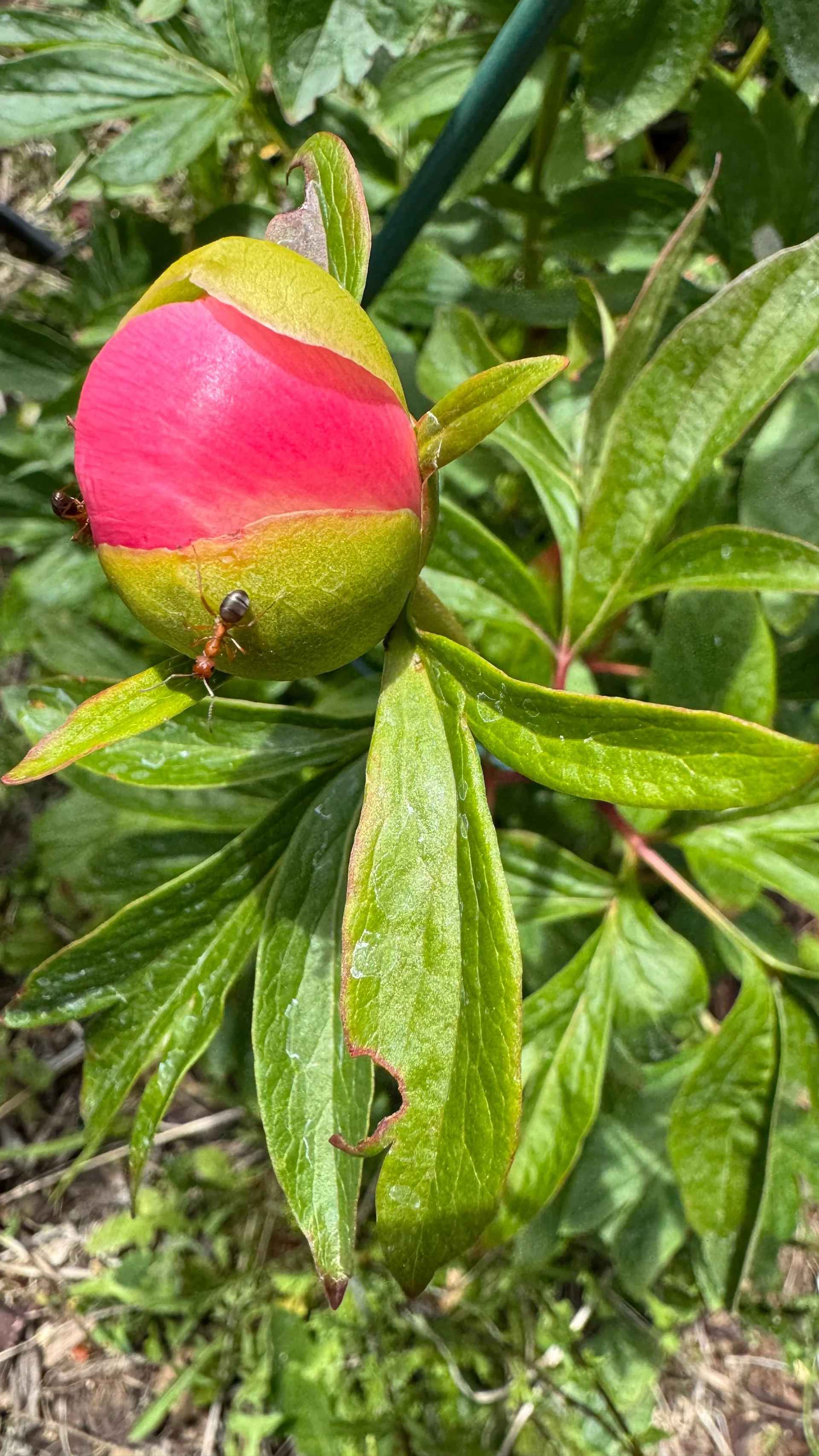  Justine has also planted some peones that are finally starting to produce flowers. 