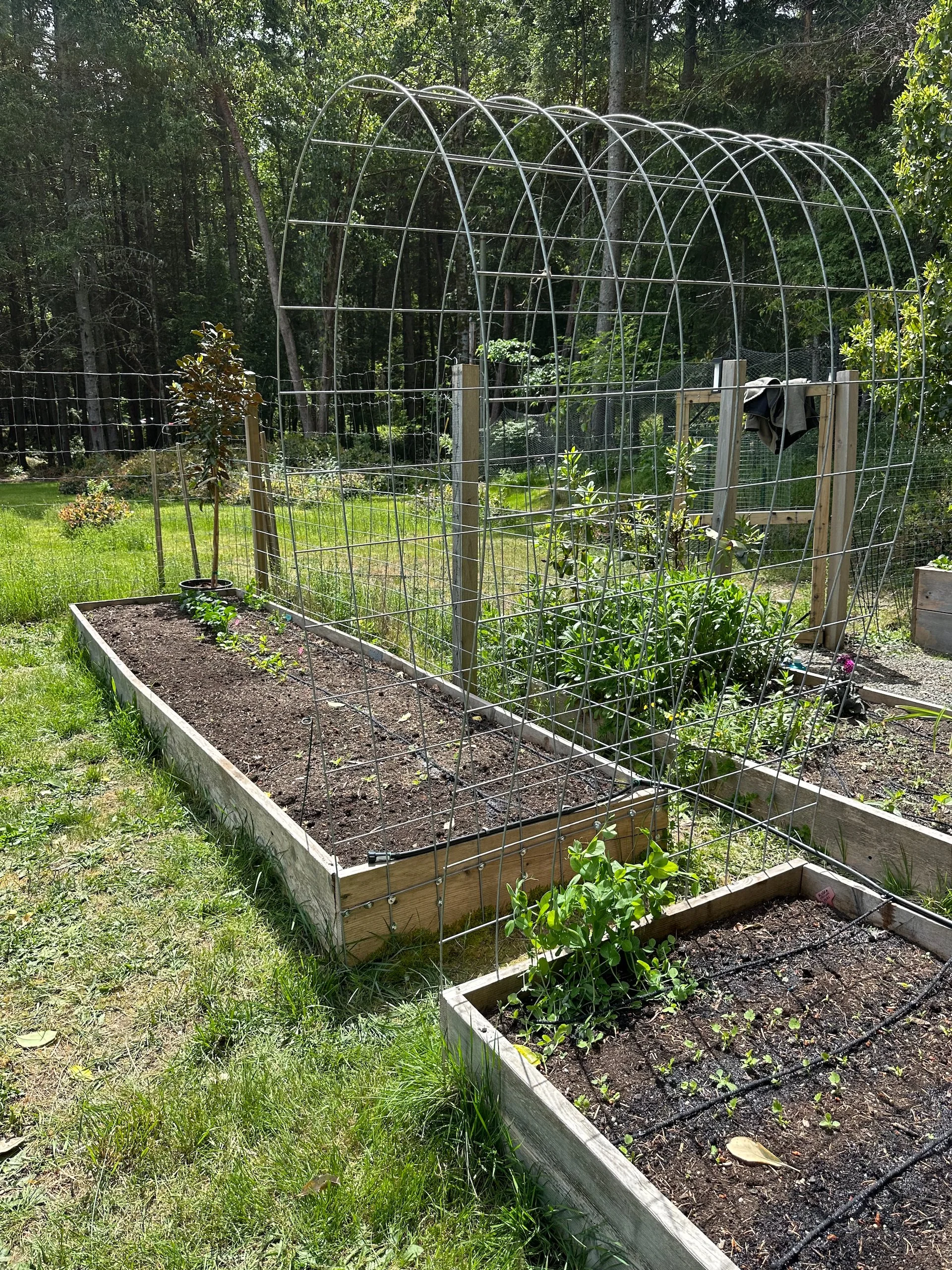  We added a hog wire trellis for the peas and beans. Assuming the damn critters stop eating them as soon as the sprout. 