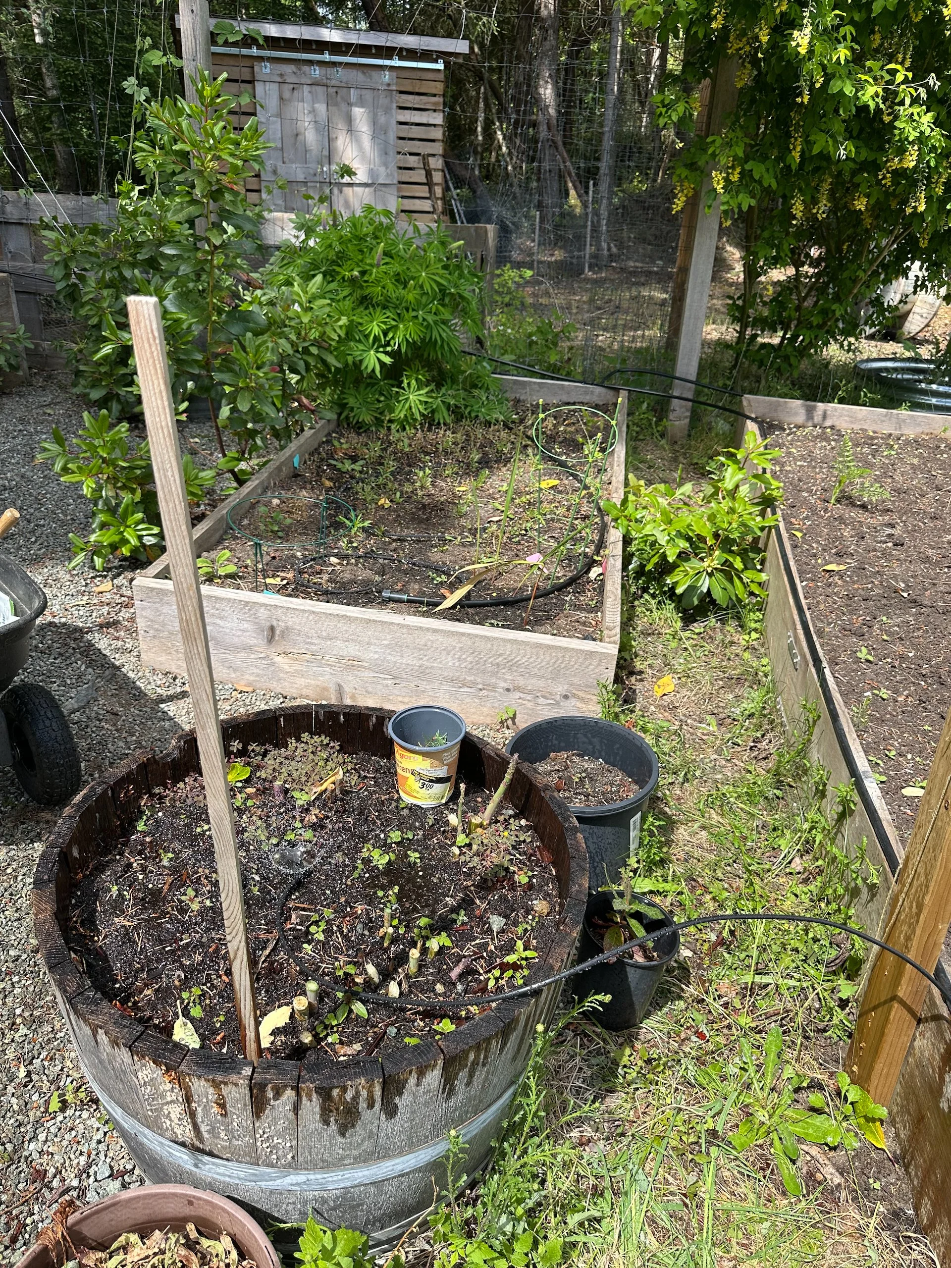  We got a pretty good harvest of asparagus this season. It’s starting to produce well. 