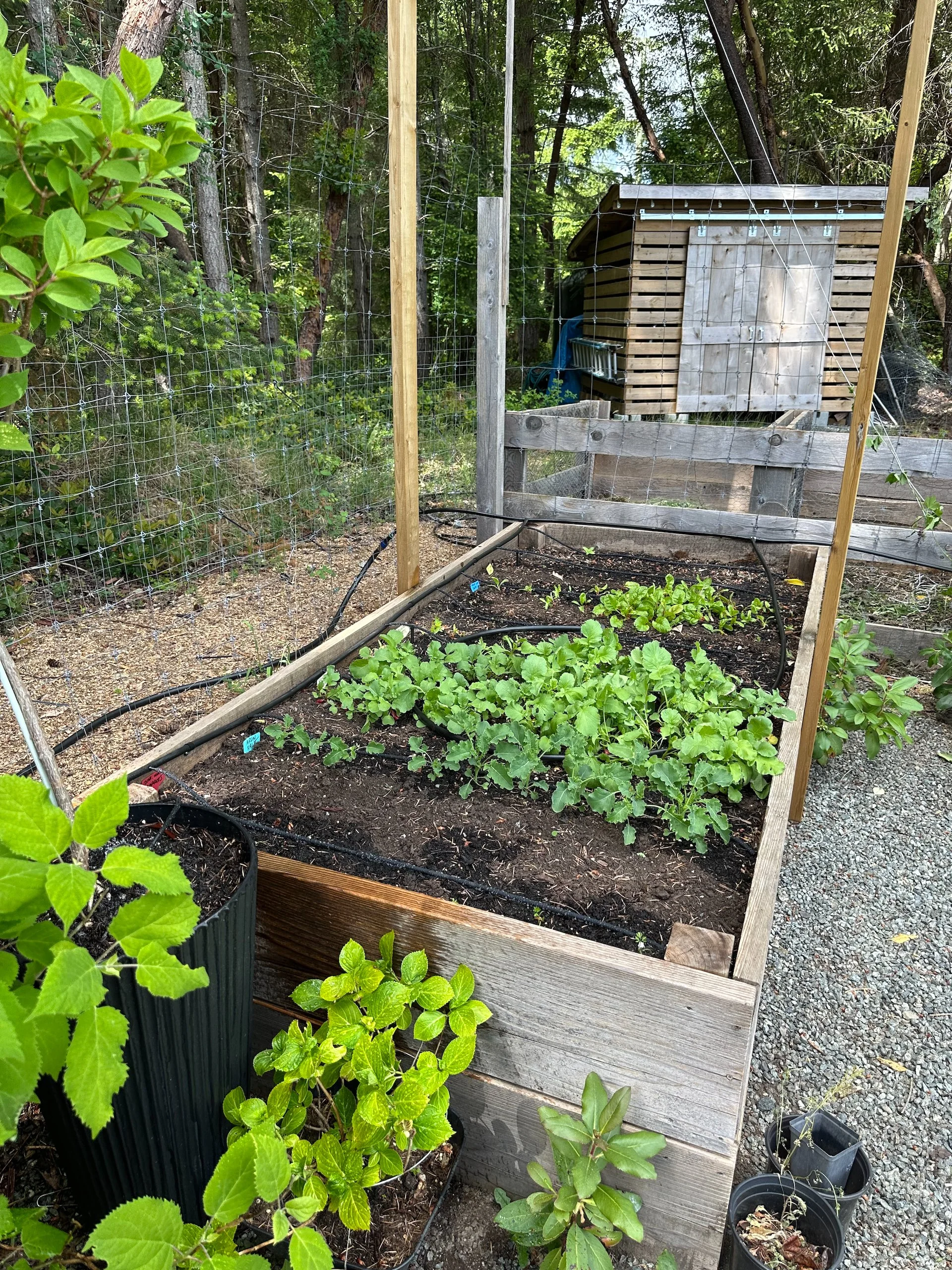  Radishes however have been a bust. We got a few, but most went straight to seed. I think it was too warm.  