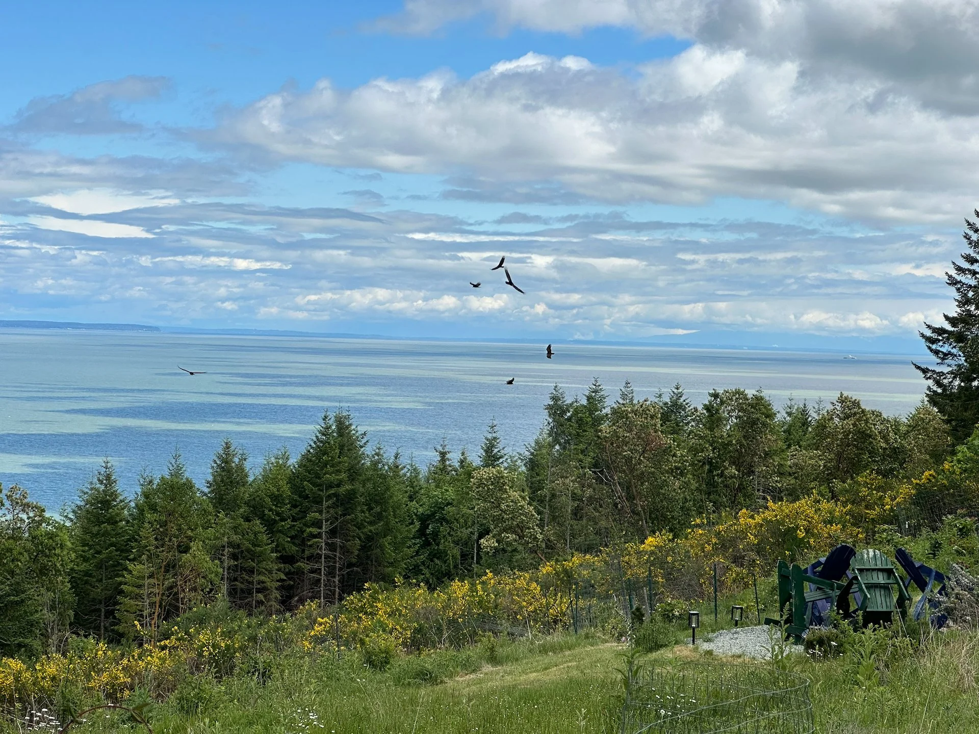  I think we counted 9 or 10 turkey vultures. And they swept down very low over the top of the broome, almost at “eye level” for us. It was very cool. 