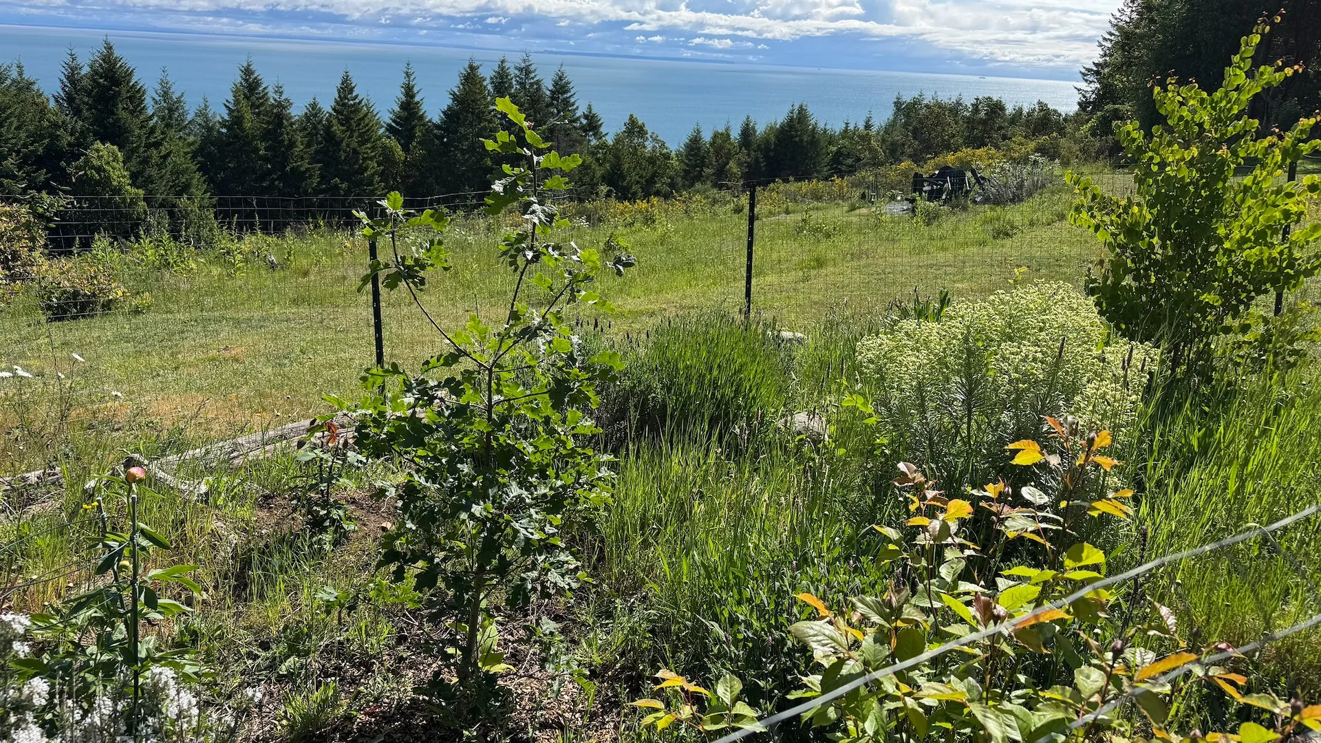  Justine’s “Deer Garden”. The Gary Oak is doing really well, now a good 4’ tall and branching nicely. COnsidering it was like 8” tall when we got it, I think it’s doing well! 