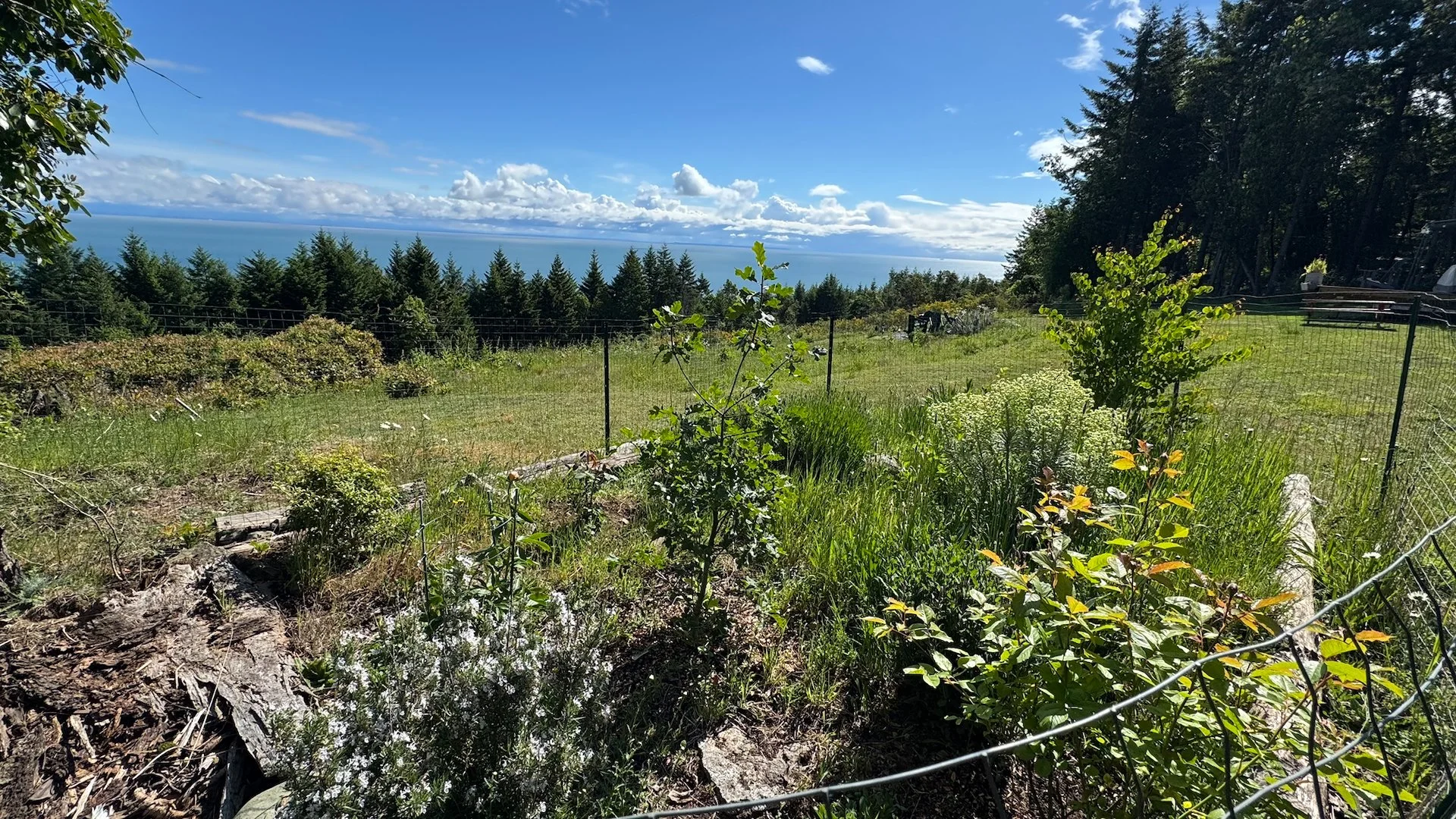 Everything in the garden is coming along nicely. 