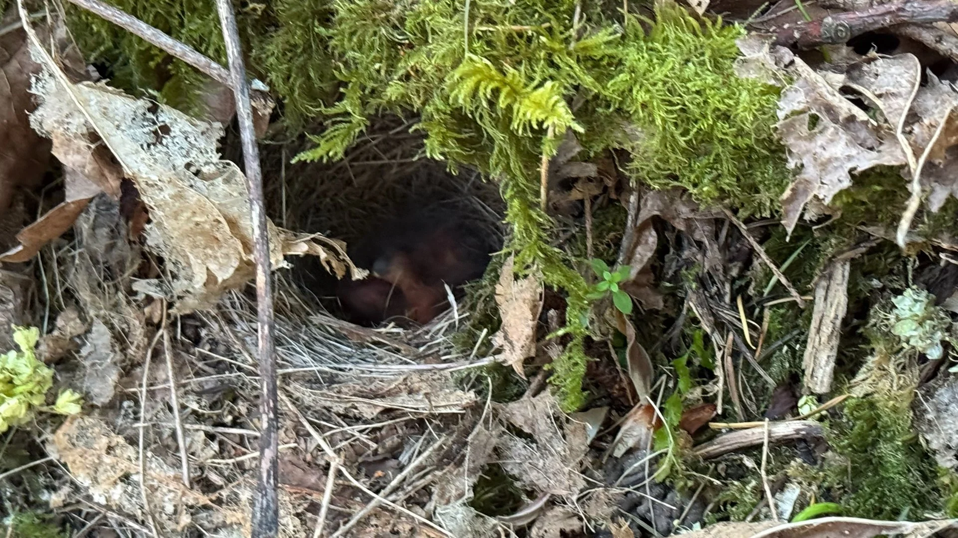 On one of her earlier trips, Justine had spotted a nest under one of the Oregon Grape plants. The baby white crowned sparrows must have just hatched! 