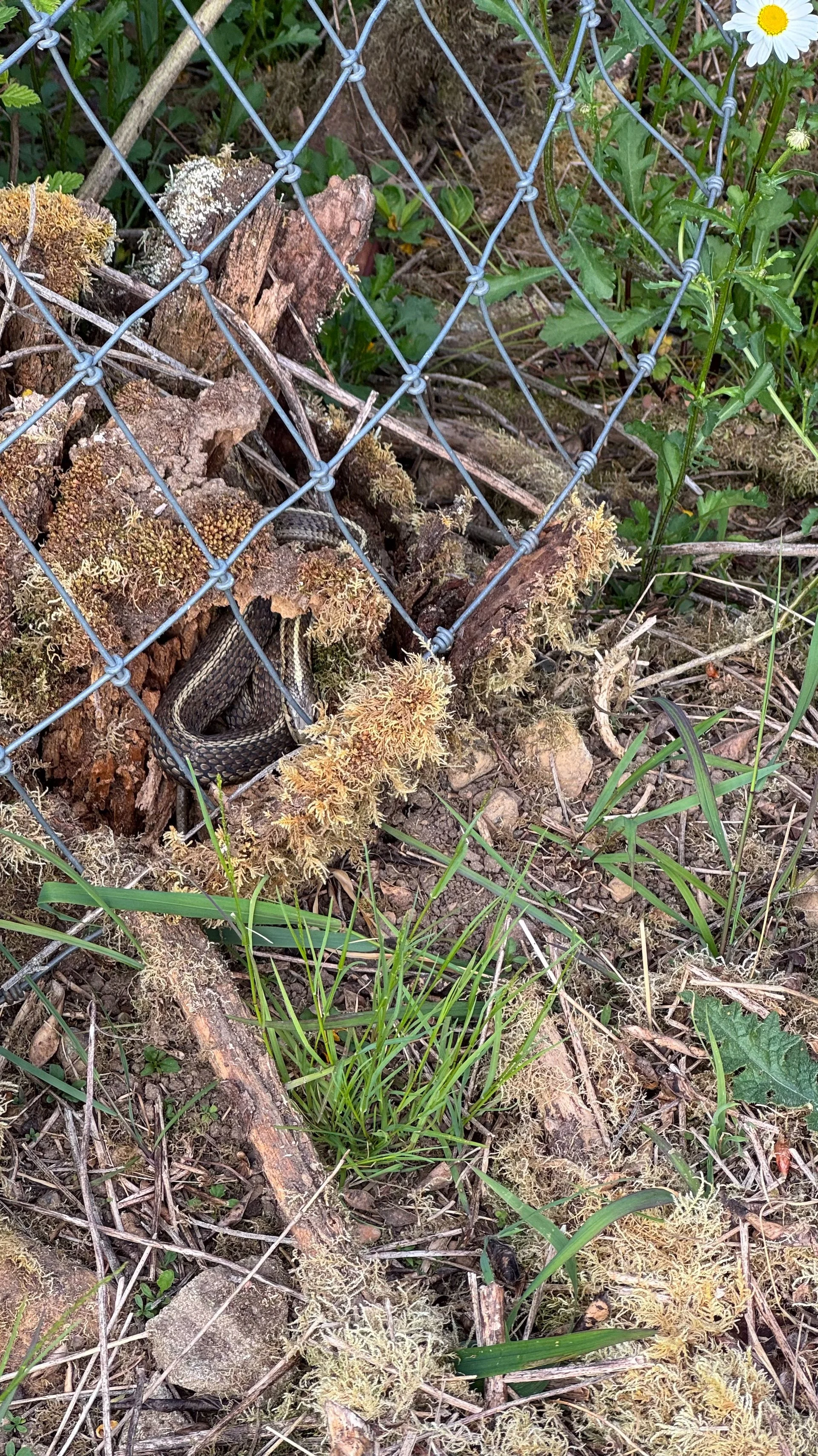  Justine had the eye this weekend and spotted this big garter snake as well. Once it noticed us, it dove down through this rotted stump into the ground! Just disappeared!  